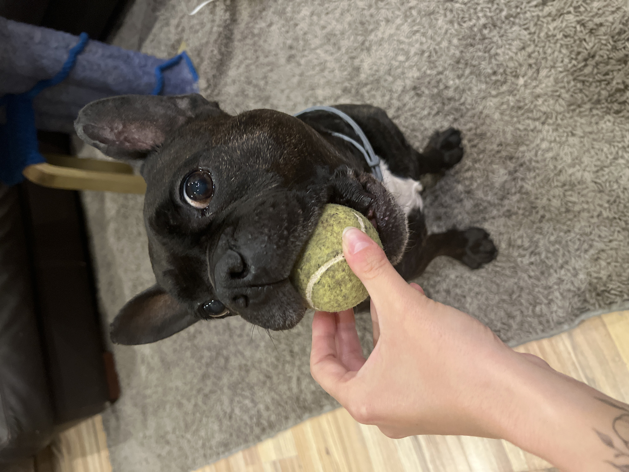 A black French Bulldog lies on a gray carpet, holding a tennis ball in its mouth. A human hand is partially visible, holding the tennis ball. The dog wears a gray harness. The background includes a blue pet bed and a dark brown piece of furniture. The location is not discernible from the image.