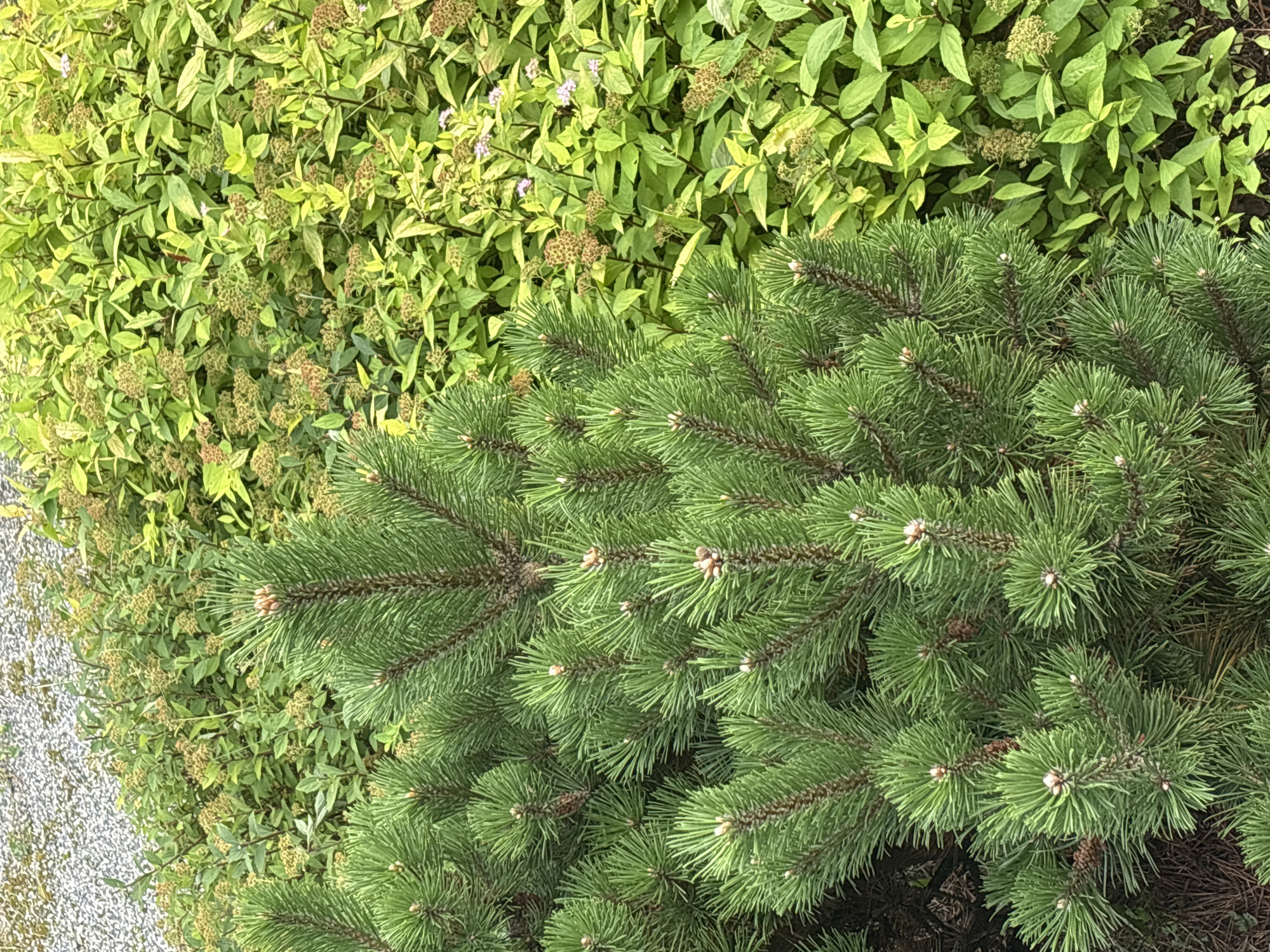 A close-up, eye-level shot focuses on the foliage of two plants. On the left, a coniferous evergreen shrub, likely a pine, displays dense, bright green needles grouped in clusters along its branches. Small, light brown buds are visible at the tips of some needles. The branches are a reddish-brown color and appear sturdy. To the right of the pine, a deciduous shrub with vibrant lime-green leaves fills the frame. These leaves are oval-shaped and appear to be arranged alternately along thin, dark stems. Clusters of small, dried, brownish seed heads are scattered throughout the deciduous shrub, with a few tiny, pale purple flowers also visible. In the upper left corner, a patch of light grey gravel or small stones is present, suggesting an outdoor setting. The background consists of more of the same deciduous shrubbery, creating a soft, out-of-focus green mass. The lighting is soft and diffused, indicating an overcast day or shady conditions. There are no people or animals visible in the scene. The image appears to be taken in a garden or park environment.