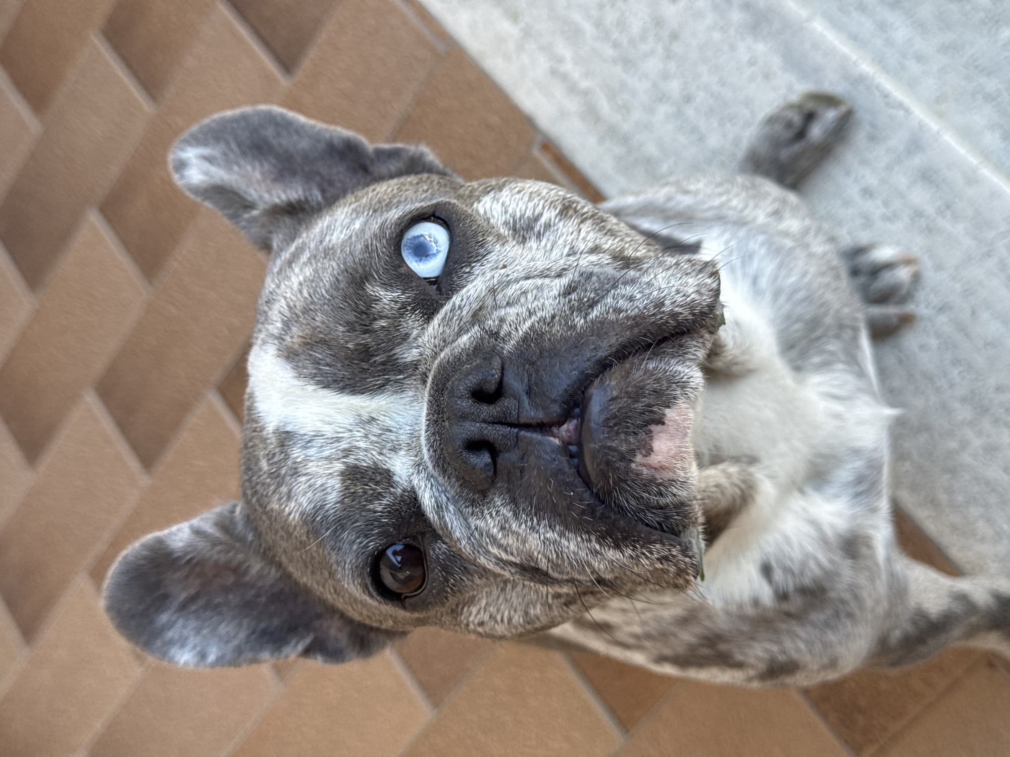 A close-up, eye-level shot features a French bulldog with striking heterochromia, one eye brown and the other a vibrant blue. The dog has a brindle coat with white markings on its face and chest. It is looking directly at the camera with a slightly open mouth, revealing its tongue. The dog is sitting on a textured surface that appears to be an outdoor tiled patio, typical of areas like San Benedetto del Tronto, Italy, possibly a walkway or balcony. The background shows more of the same tiled pattern, with the tiles laid in a herringbone pattern and colored in earthy, reddish-brown tones. The lighting suggests it is daytime, with soft shadows.