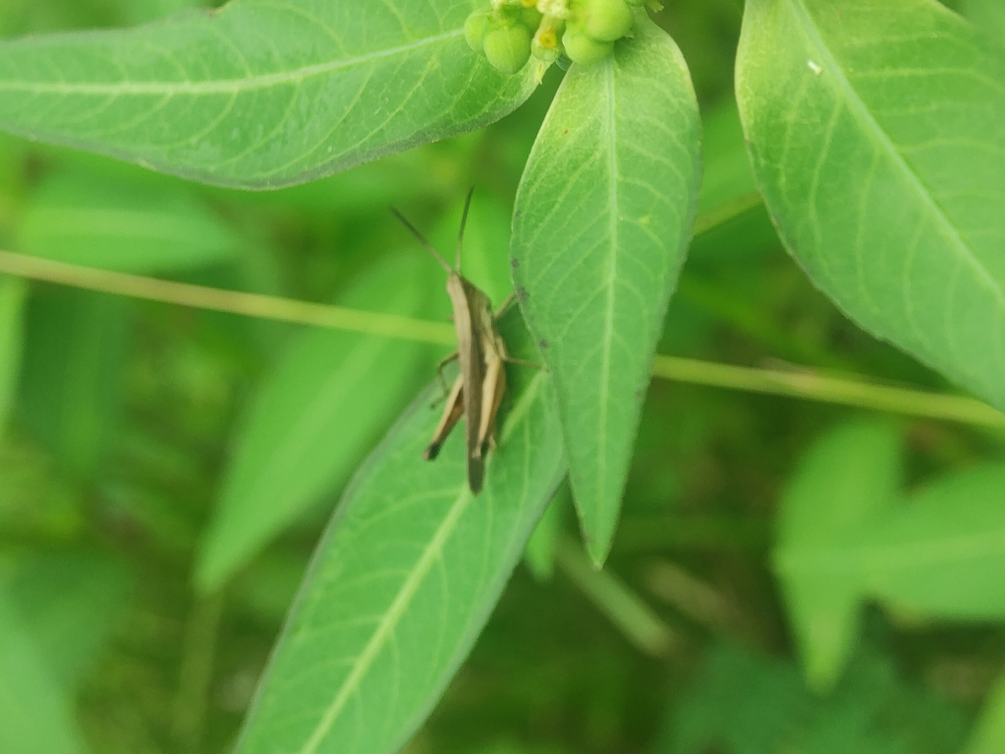 A grasshopper is perched on a green leaf of a plant. The grasshopper is brown with darker brown stripes. The background is blurry green foliage. The image was likely taken in Lhokseumawe, Indonesia.