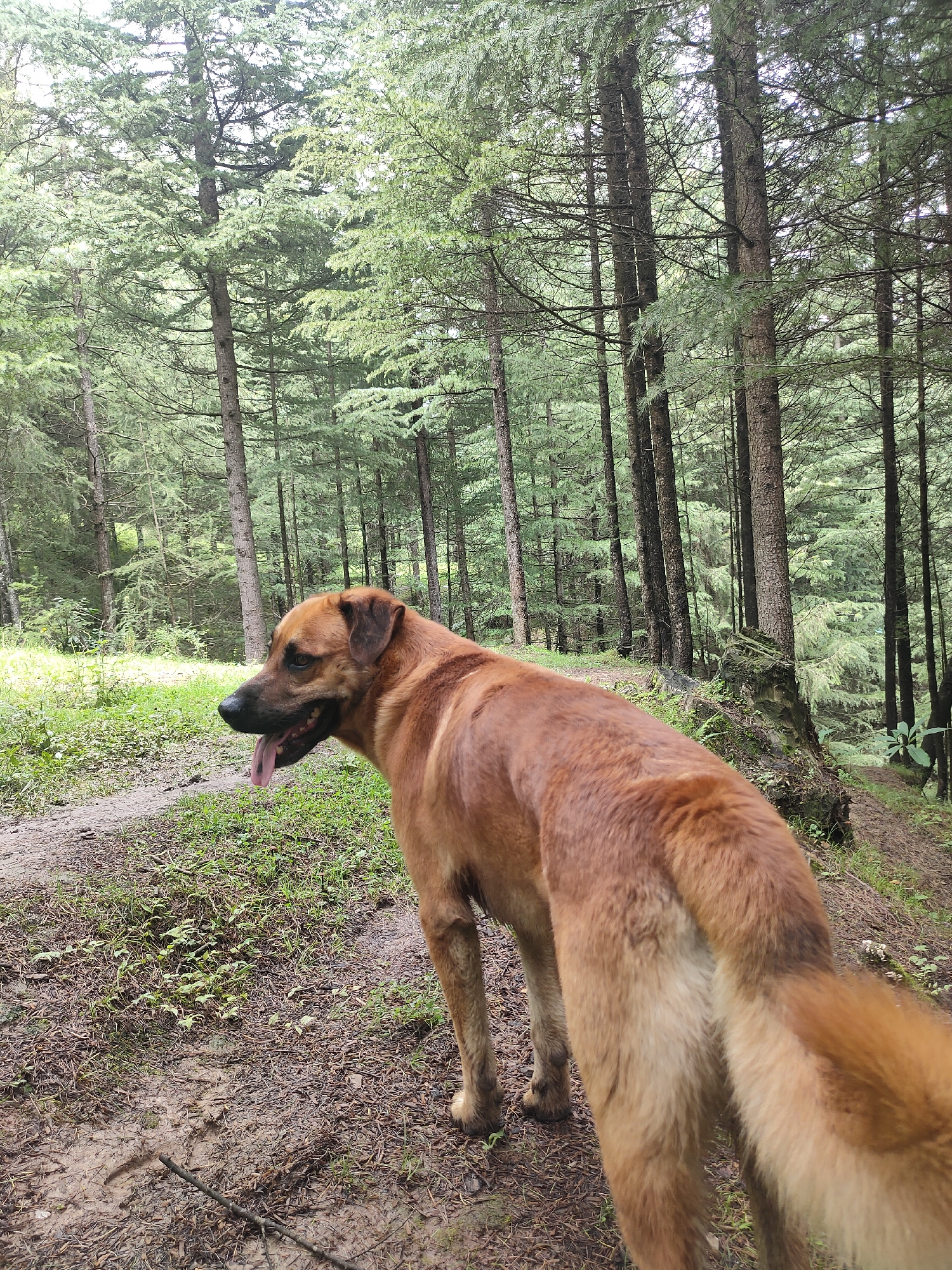A medium-shot, eye-level, vertical photograph captures a tan-colored dog standing on a dirt path in a pine forest, likely in the vicinity of Manali, India, based on the dense coniferous trees and the typical terrain. The dog is positioned in the center-right of the frame, facing left, with its tongue hanging out and its mouth slightly open, suggesting it may have been panting or is alert. Its fur is a warm, reddish-brown.
The background is dominated by a dense forest of tall, slender pine trees with dark bark and green needles. The trees are tightly packed, creating a sense of depth and enclosure. Sunlight filters through the canopy, casting dappled light and shadows. The ground is covered with a mix of dirt, fallen pine needles, and sparse green grass. A faint, uneven dirt path is visible in the foreground, curving to the left. The overall atmosphere is natural and somewhat subdued due to the overcast sky and the muted tones of the forest. There are no people or other animals visible in the scene.