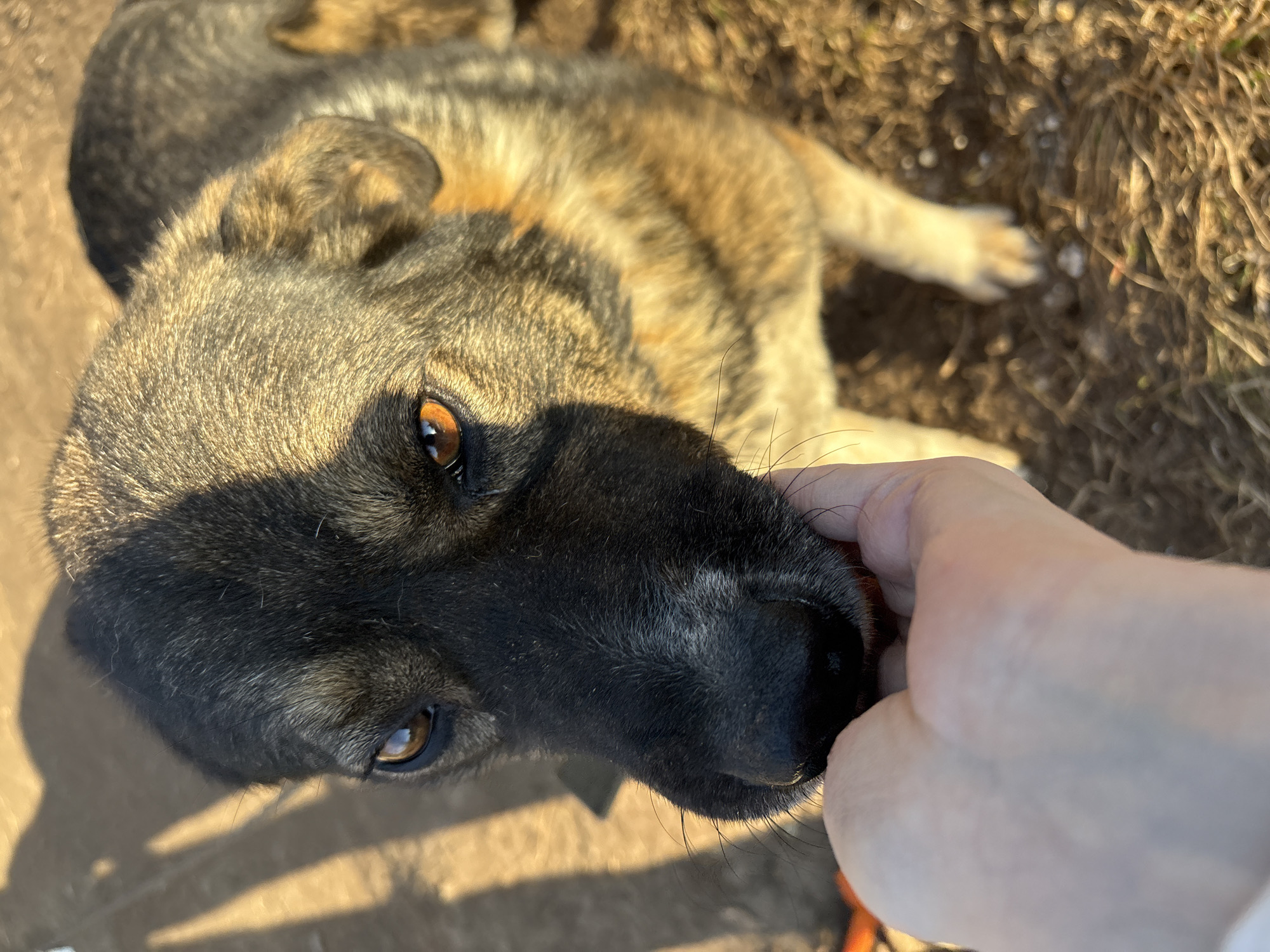 This close-up, eye-level shot captures a tender interaction between a human and a dog outdoors in Chaikovsky, Russia, likely during the golden hour. The main subject is a medium to large-sized dog, possibly a German Shepherd mix, with distinctive mottled brown, black, and tan fur. Its dark snout and bright amber eyes are prominent, with one eye particularly illuminated by the warm sunlight. The dog is looking directly up towards the viewer/camera with an attentive, gentle expression, its head slightly tilted.
A human hand, with fair skin, is gently cupping or holding the dog's snout, suggesting an affectionate or comforting gesture. The dog appears to be in a relaxed position, possibly lying down, with its body and a hind paw visible in the background, out of focus.
The setting is an outdoor, natural environment with dry, earthy ground and sparse brown grass or foliage, indicative of a field or a natural area. Strong, directional sunlight casts long shadows, including the shadow of the person taking the photo, confirming it's either early morning or late afternoon. The overall mood is peaceful and warm, highlighting the bond between the animal and human. There is no visible text in the image.