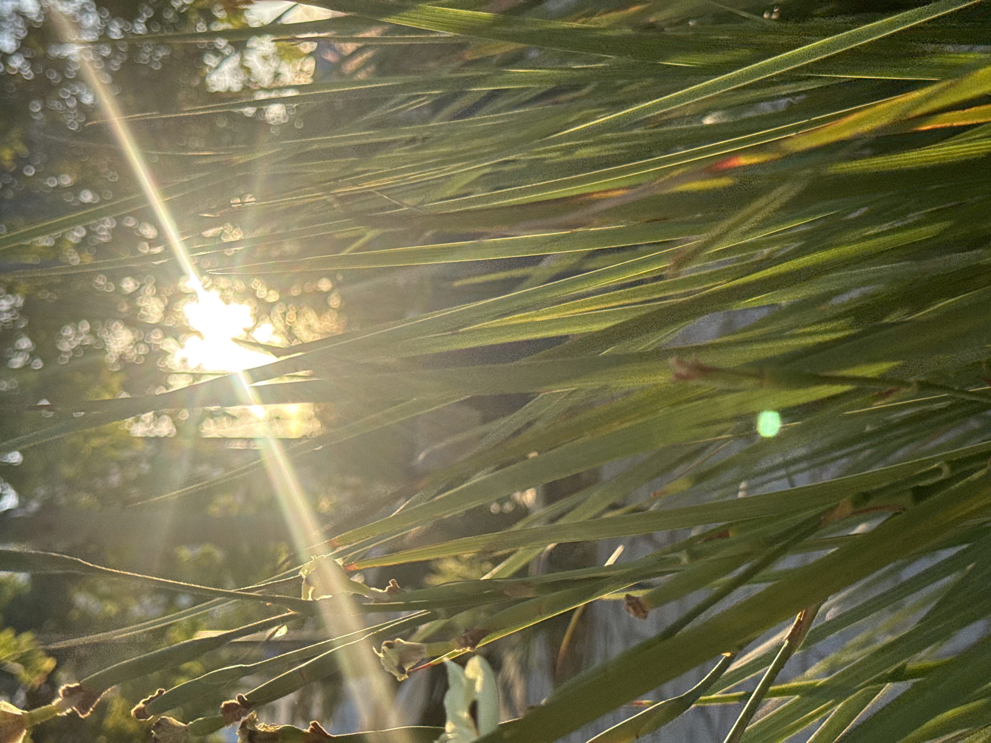 This is a close-up, low-angle, outdoor shot of tall, thin, green blades of grass and some dried flower remnants in the foreground. The sun is shining brightly through the grass from the upper left, creating strong lens flares and a bokeh effect with blurred, out-of-focus circular lights in the background, suggesting dappled sunlight through trees. The overall mood is peaceful and natural. The location is not identifiable from the image itself, but the prompt states it is in Hod HaSharon, Israel. There are no people or animals visible in the image.