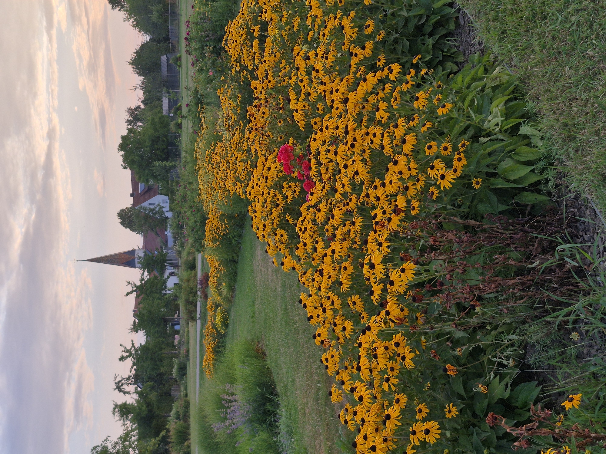 The image depicts a flower garden in the city of Schwäbisch Gmünd, Germany, likely during sunrise or sunset due to the soft, pastel hues of the sky. The foreground is dominated by a lush bed of yellow coneflowers with dark centers, interspersed with a few red roses. These flowers are densely packed and extend across the frame, creating a vibrant and cheerful display. Behind the coneflowers, a grassy area slopes gently upwards, with more flower beds and greenery visible in the middle ground. In the background, a quaint village or town is nestled amongst trees. A prominent feature is a church with a tall, conical spire, its roof tiled with reddish-brown shingles. Several other buildings with red-tiled roofs are also visible, suggesting a residential or historic area. The overall scene is serene and picturesque, highlighting the natural beauty of the garden and its integration with the architectural landscape of Schwäbisch Gmünd.