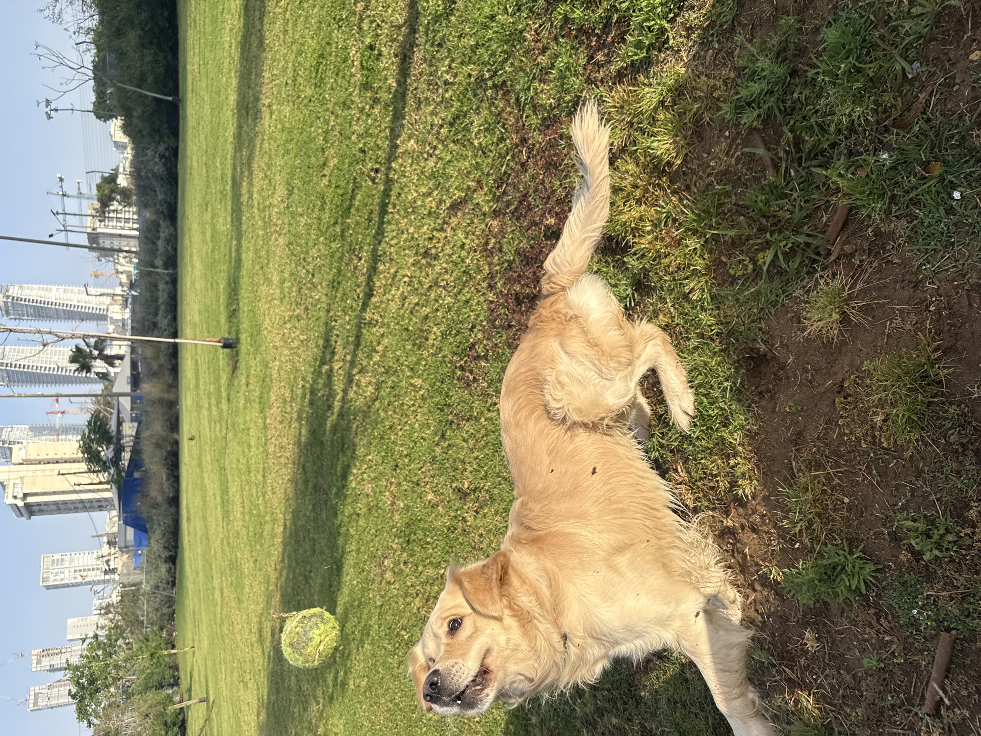 The image shows a golden retriever dog lying on a grassy field in what appears to be a park. The dog has a tennis ball near its head. In the background, there are high-rise buildings, suggesting an urban setting. The cityscape visible in the background suggests that the park is likely located in Tel Aviv, Israel. The dog appears to be resting or playing. The environment seems to be sunny.