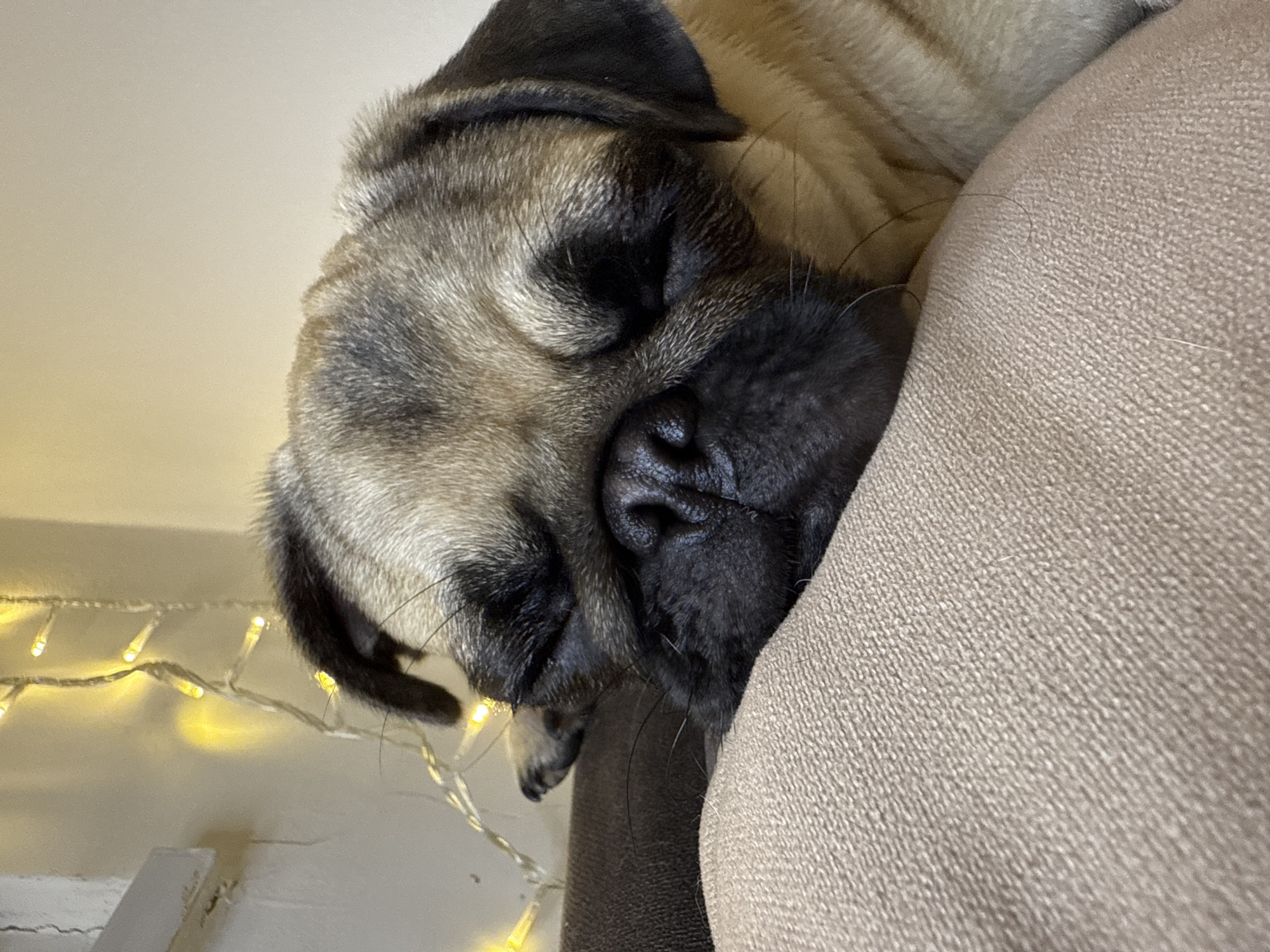 A close-up, eye-level shot shows a pug dog asleep on a tan-colored couch with a dark brown throw pillow behind it. The pug is facing to the right, with its eyes closed and its head resting on the pillow. Its fur is a mix of tan and black, and its snout is black. In the background, a string of yellow fairy lights is draped on a wall, which appears to be cream-colored. The lighting in the image is warm and soft, contributing to a cozy atmosphere. There are no people visible in the image. The setting is domestic, likely a living room.