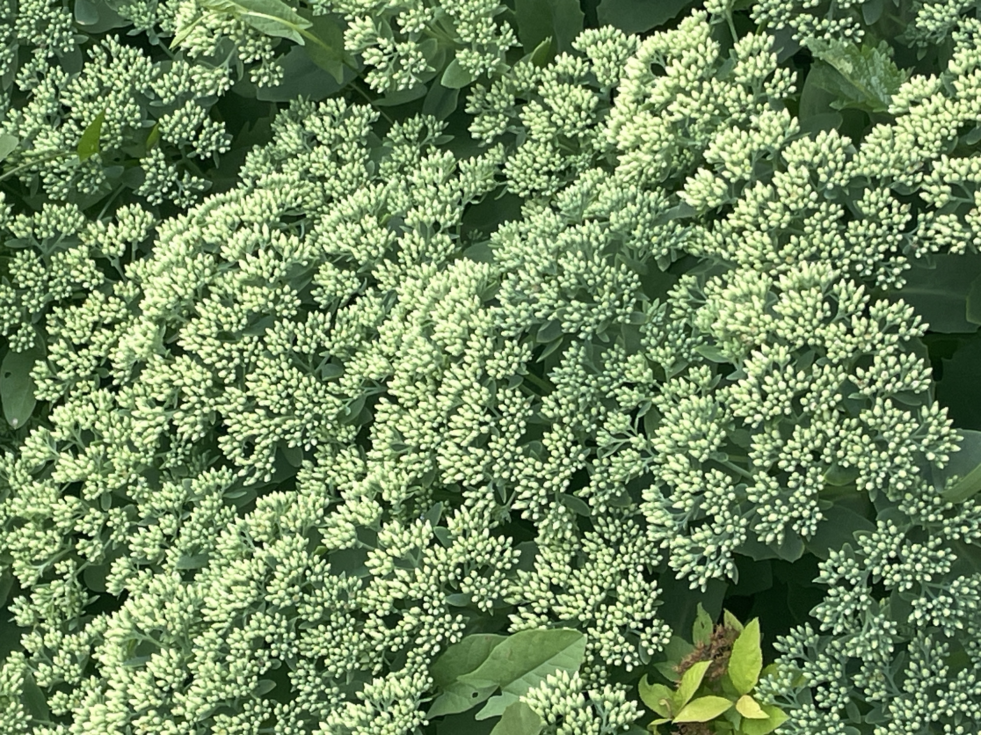 The image is a close-up, overhead view of a dense cluster of light green flower buds on a plant. The buds are small and tightly packed together, forming rounded clusters. The background consists of dark green leaves and stems. Some larger, darker green leaves are visible among the buds. There are no people or animals present in the image. The scene appears to be an outdoor natural setting, possibly a garden or park. The location is identified as Krasnogorsk, Russia.