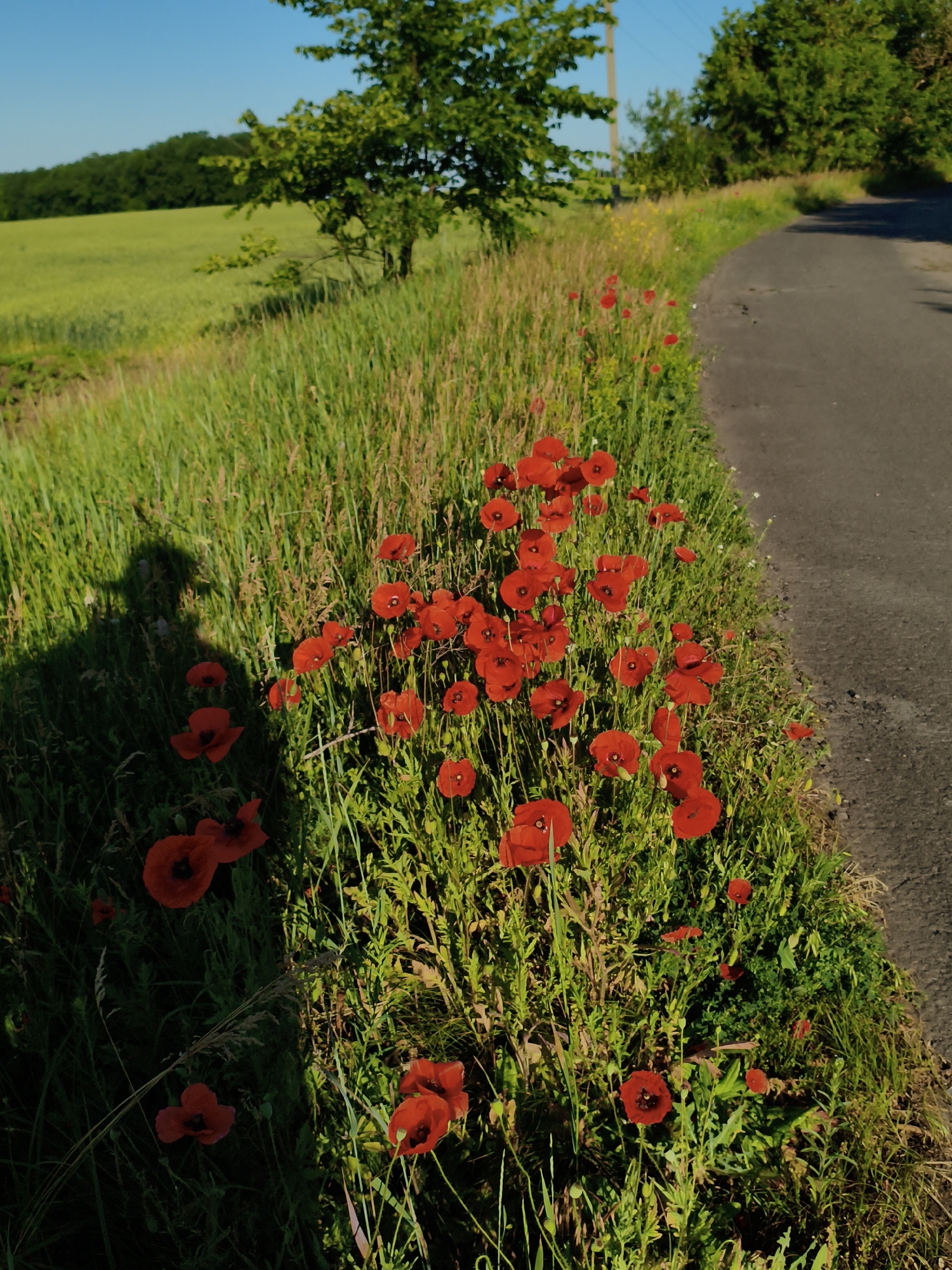 A paved road curves through a rural landscape under a clear blue sky. To the left of the road, a dense patch of tall green grass is dotted with numerous bright red poppies, their delicate petals contrasting with the verdant foliage. A shadow, cast by an unseen person, falls across a section of the grassy verge, hinting at human presence. Beyond the grassy area, a field of green crops stretches towards a line of trees that forms a distant horizon. The scene captures the natural beauty of a sunny day in a rural setting, possibly in the region of Ustyvytsia, Ukraine, with the poppies adding a vibrant splash of color to the tranquil environment.