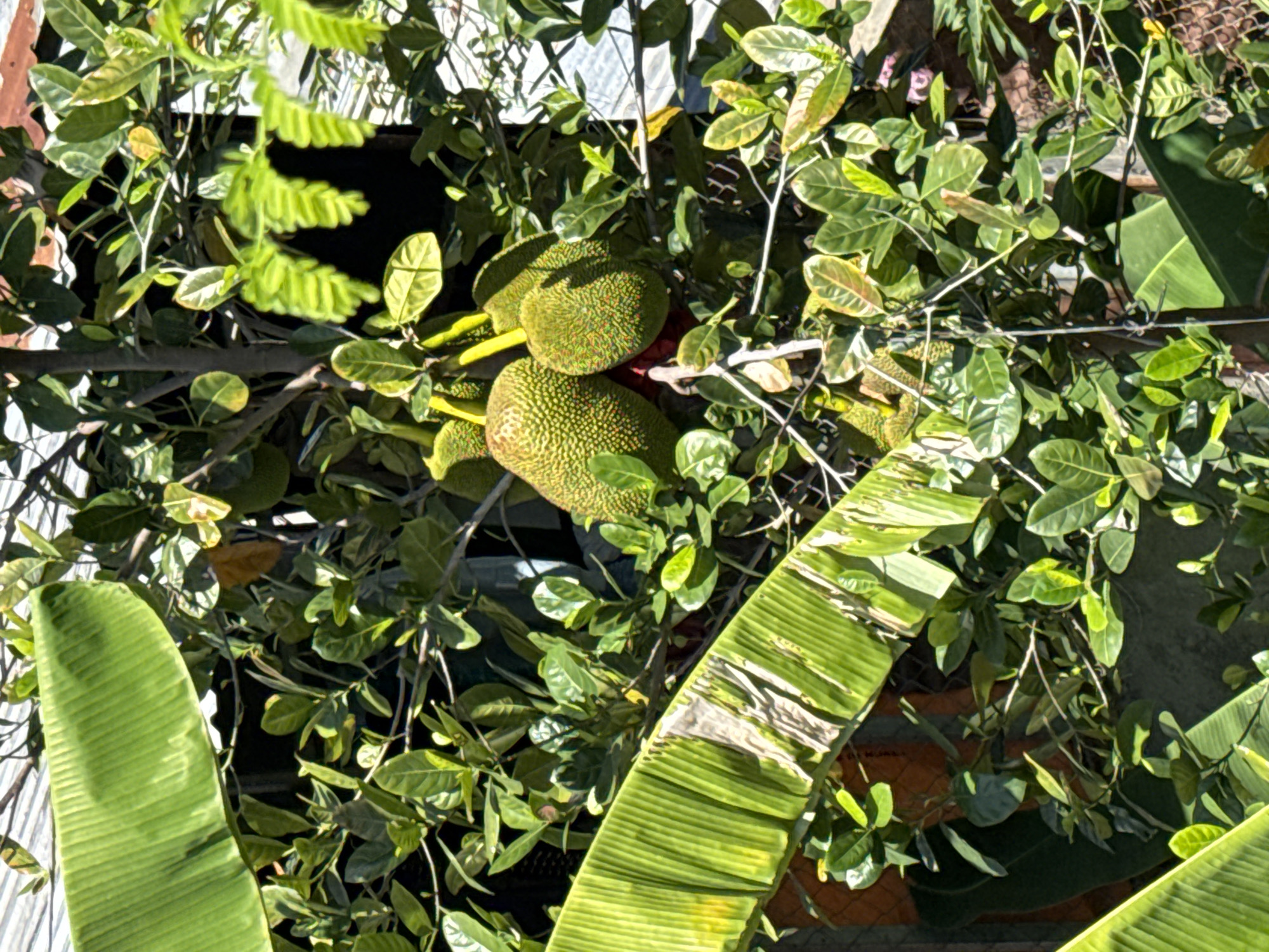 In Bac Nha Trang Ward, Vietnam, a jackfruit tree is heavily laden with several large, green jackfruits. The fruits, with their characteristic spiky exteriors, hang from the branches amidst lush green foliage. Partially obscuring the scene are broad, ribbed banana leaves, one of which is prominently in the foreground, its vibrant green color contrasting with the dappled sunlight filtering through the canopy. In the background, a fence and the edge of a building are visible, suggesting a domestic or semi-rural setting. The overall impression is one of abundance and tropical growth.