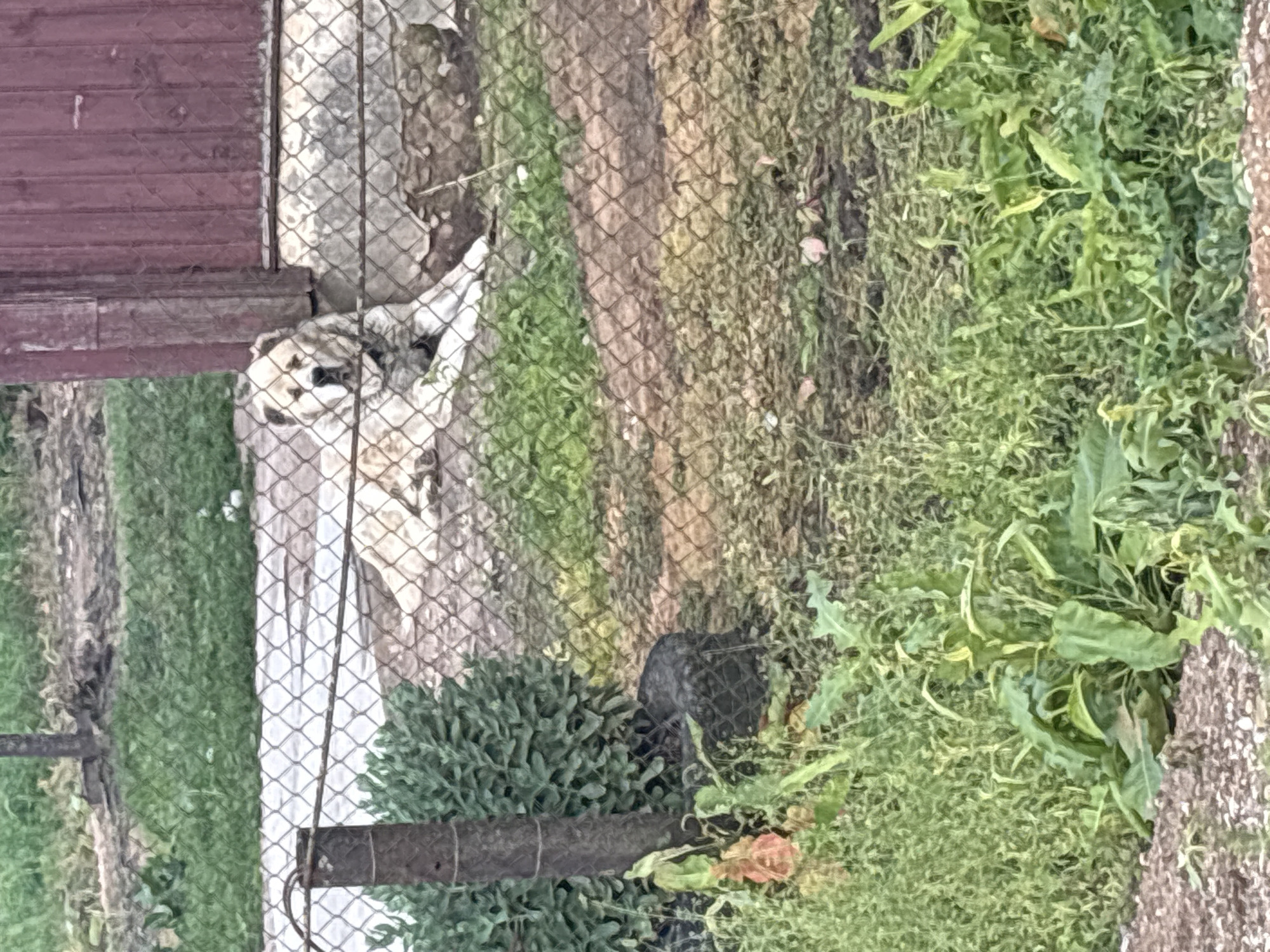 A large, light-colored dog with dark markings on its face and ears is lying down in front of a reddish-brown wooden structure, possibly a barn or shed. The dog is behind a chain-link fence. The ground in front of the structure is a mix of dirt and patchy green grass. In the foreground, there is a patch of tall green plants and some reddish-brown gravel. The background shows more green grass and a dirt path. The location is Блеўчыцкі сельскі Савет, Belarus.