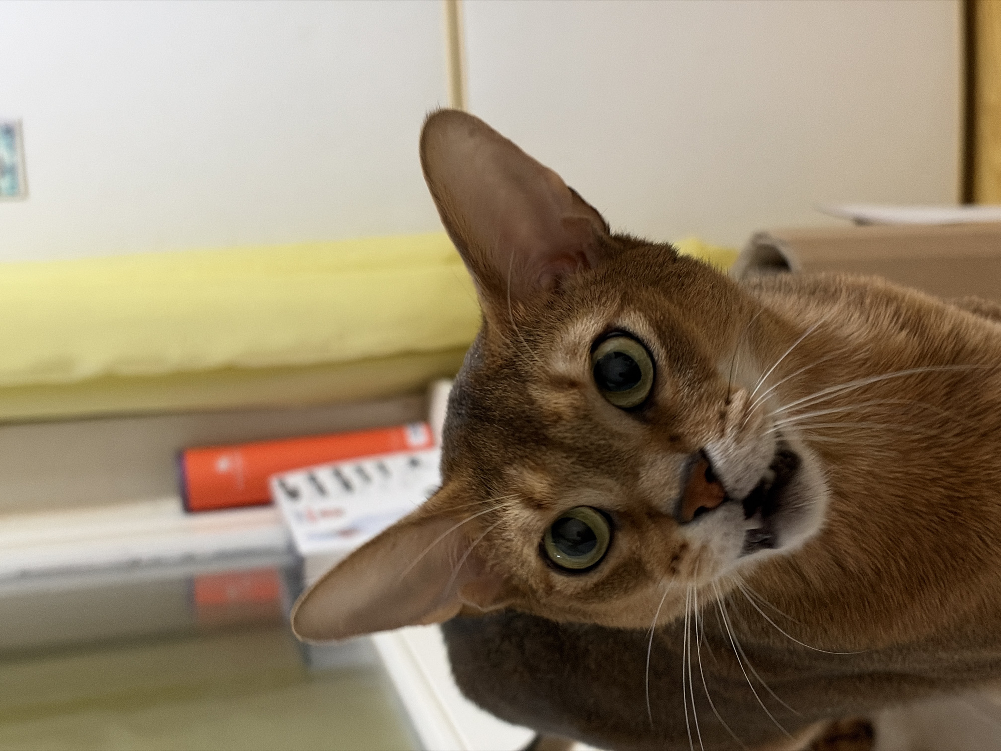 A close-up image shows a brown Abyssinian cat tilting its head with its mouth slightly open. The cat has large, green eyes, and long white whiskers. The background shows a room setting with a yellow pillow on a shelf, and other miscellaneous items. There is no information to determine that the location is in the city of Chaikovsky, Russia.