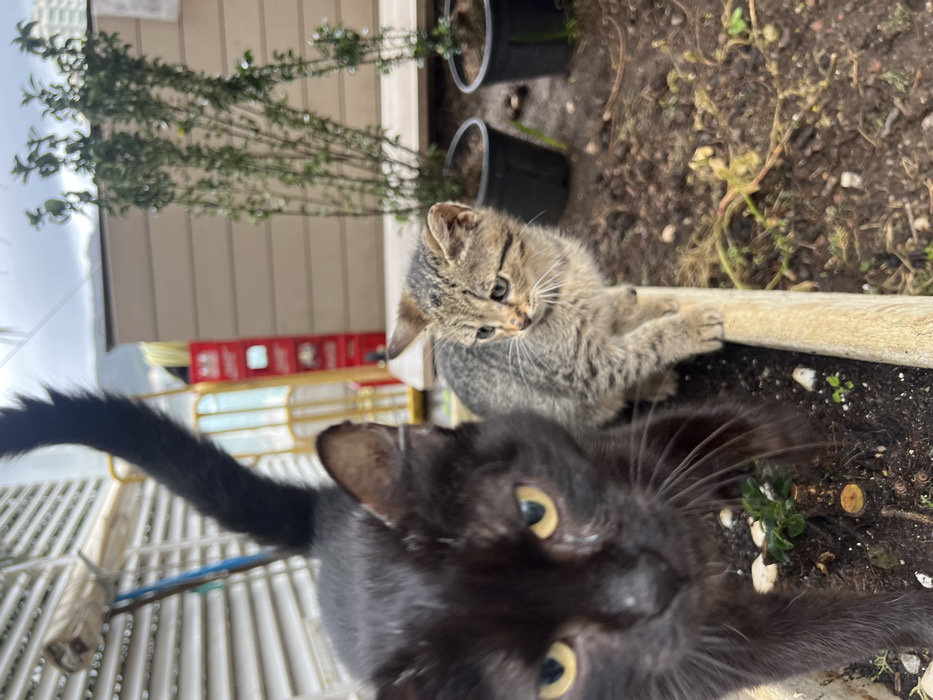 This image depicts an outdoor scene in Budva, Montenegro, featuring two felines. In the foreground, a large, black domestic cat faces the camera directly, its prominent yellow eyes focused forward. Its black fur is short, and its whiskers are visible. Its tail extends upwards and to the left out of frame. Immediately behind and to the right of the black cat, a smaller, tabby-patterned domestic kitten stands on a light-colored wooden beam or ledge. The kitten has grey-brown fur with distinct dark stripes and looks to its right, away from the black cat.
The cats are positioned within what appears to be a garden or planter area. Dark soil with sparse small green plants is visible in the foreground and midground. To the right of the cats, two black potted plants containing slender green shrubs are placed on the soil. A low, light-colored wooden structure runs horizontally behind these potted plants. The background reveals a white, horizontally slatted structure on the left, with a partially visible yellow metal railing and a red, vertical object behind it. In the far background, blurred shapes suggest urban buildings or mountains under an overcast sky. No human figures are present. The lighting is diffused, indicating an overcast day.