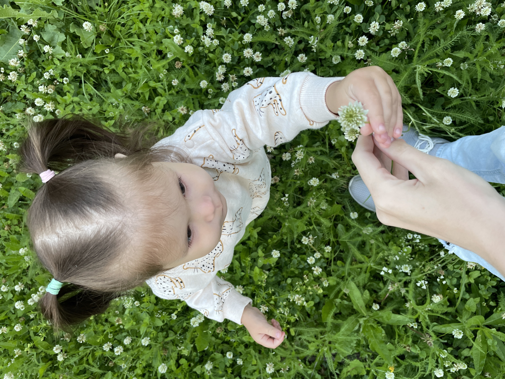 An overhead, eye-level shot captures a young child, likely under three years old, standing in a field of green grass dotted with small white clover flowers. The child has brown hair pulled into two pigtails, each secured with a different colored hair tie – one light blue, the other pink. They are wearing a long-sleeved, cream-colored shirt with a repeating pattern of stylized cheetahs in brown. The child is looking down and to the right, extending their left hand, which holds a small white clover flower. Another hand, belonging to an unseen individual, is reaching from the bottom left of the frame to accept the flower. This hand is bare and has light skin. The lower part of the unseen individual's body is visible, wearing light blue jeans and gray sneakers. The image is taken outdoors, suggesting a park or open field. The environment is natural, with a focus on the grass and flowers. There is no indication of urban structures or specific landmarks of Izhevsk, Russia.