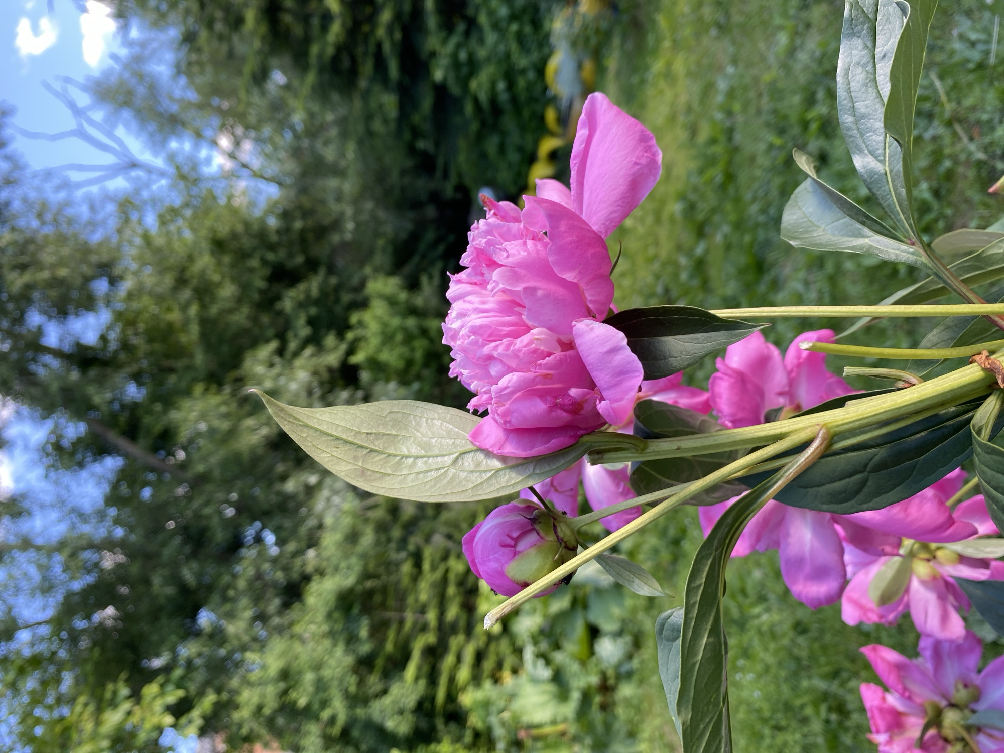 A close-up, eye-level, vertical medium shot captures a blooming pink peony with its petals unfurling against a soft-focus background of lush green foliage and a bright blue sky. The peony, centrally located, is in sharp focus, showcasing its intricate, ruffled petals and a single unopened bud to its left. Green stems and dark green leaves support the flowers, with a large, veined leaf positioned behind the main bloom. The background, rendered with bokeh, hints at a natural outdoor setting, possibly a garden or park, with distinct patches of green grass and trees under a sunny sky. The lighting suggests it is daytime, with soft sunlight illuminating the flower and creating a gentle atmosphere. The scene appears to be in a natural environment, likely outdoors, given the presence of plants and foliage. The image is devoid of any human presence or activity. The overall impression is one of natural beauty and serenity.