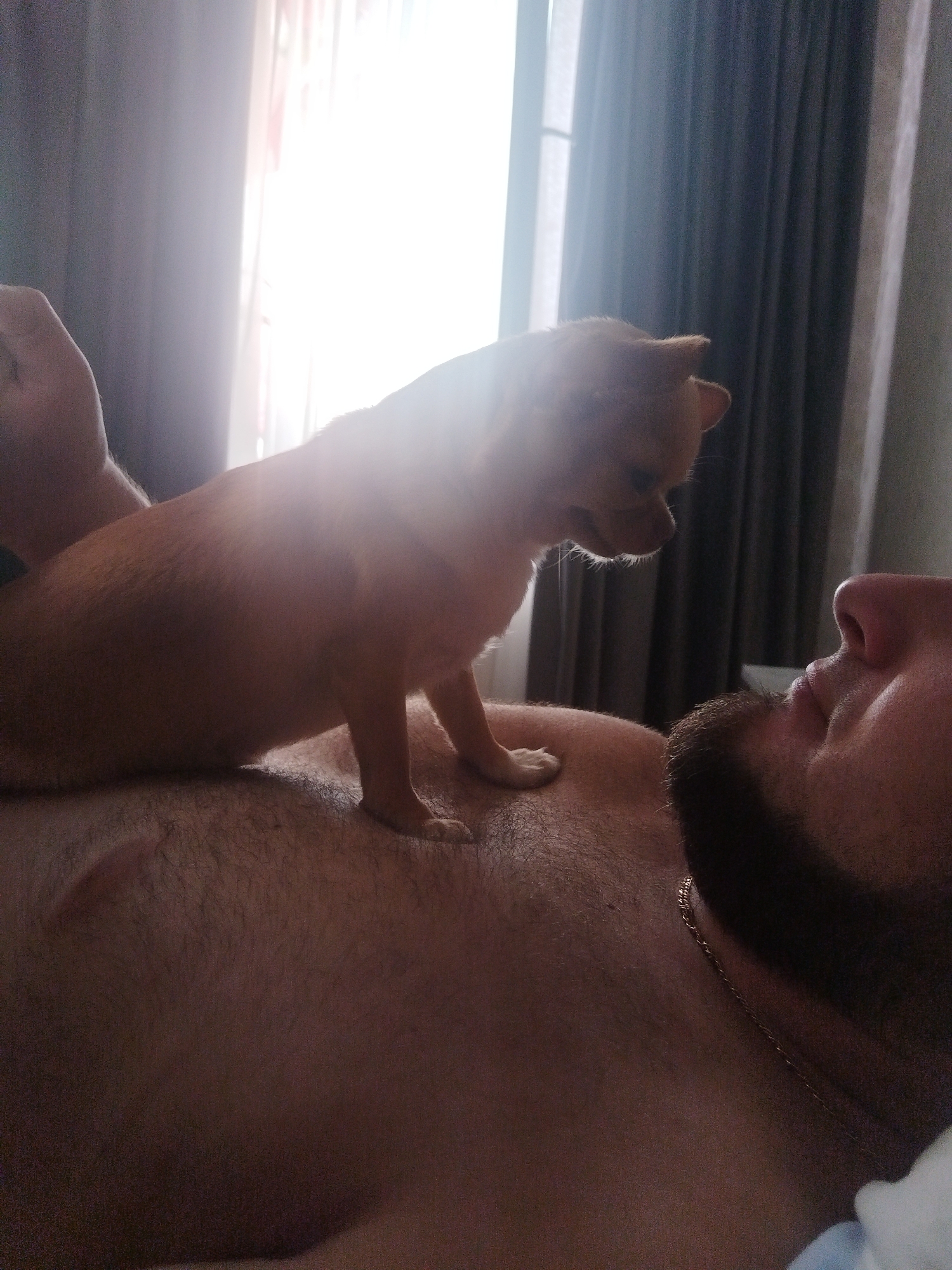 A small, tan Chihuahua is sitting on the chest of a man who is lying down. The man has a beard and is wearing a necklace. The Chihuahua is looking down at the man. The scene is indoors, with sunlight streaming in from a window behind the dog, casting a bright glare. Curtains are visible in the background. The lighting suggests it is daytime. The overall mood is intimate and calm, with a focus on the connection between the man and his dog.