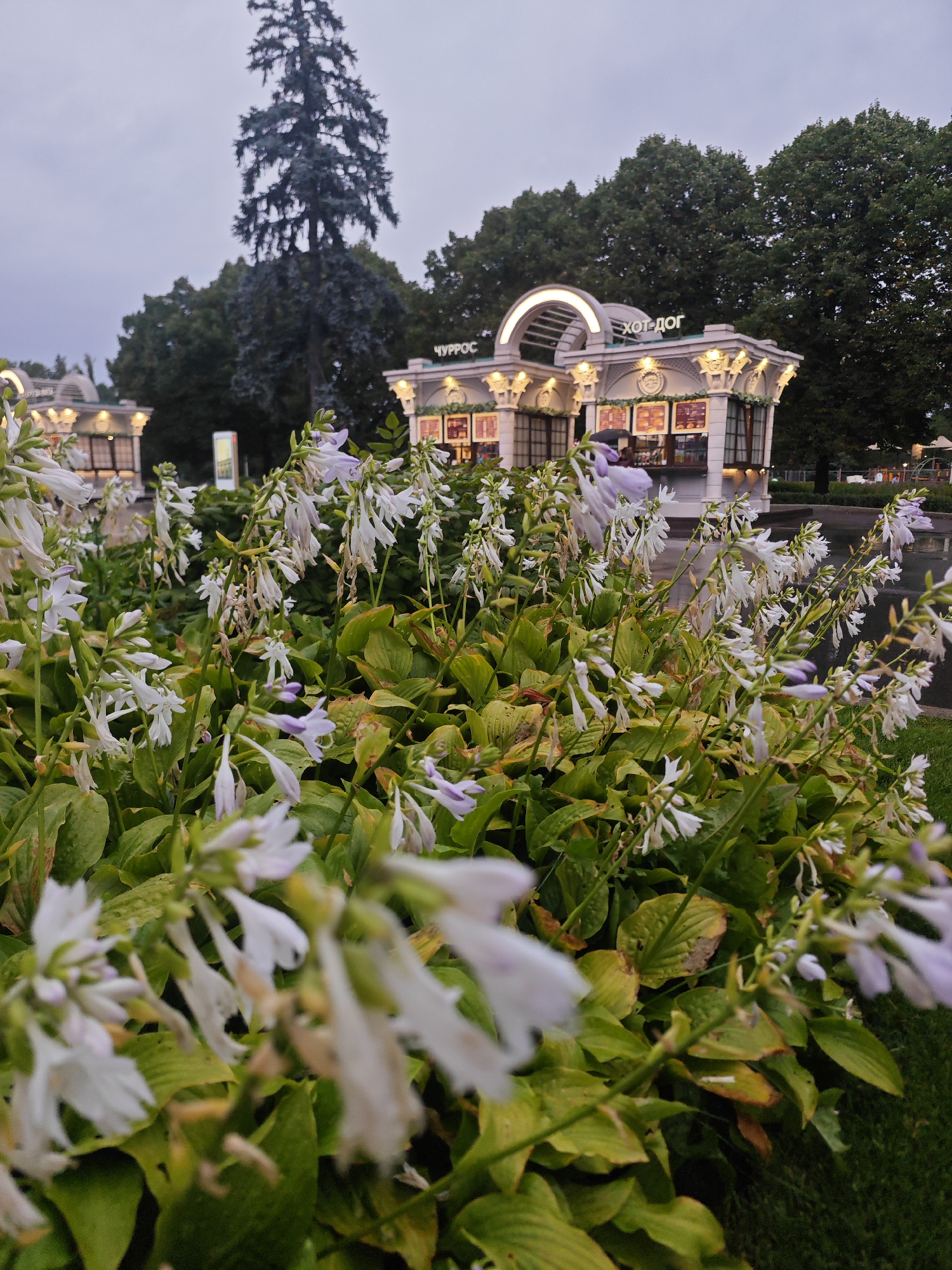 A low-angle, close-up shot captures a bed of hosta flowers in bloom, with their delicate white and pale purple blossoms dominating the foreground. Behind the flowers, several food kiosks are visible. The kiosk on the right has the word "ХОТ-ДОГ" (hot dog) in Cyrillic script above its awning, and the kiosk to its left has "ЧУРРОС" (churros) in Cyrillic. The kiosks are illuminated with warm light, contrasting with the overcast, dusky sky. A tall, dark evergreen tree stands behind the kiosks, its dense foliage reaching towards the sky. The ground appears to be damp, suggesting recent rain, and a patch of green grass is visible on the far right. The overall scene suggests an outdoor recreational area, likely a park or public space in Moscow, Russia, possibly during an evening or after a rain shower.