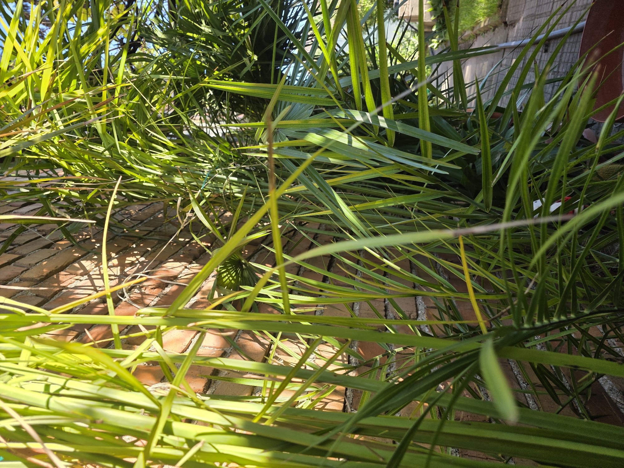 The image shows a close-up view of a plant with long, green leaves. The plant is growing against a brick wall. The location is likely outdoors, as the image shows natural sunlight. There are no people visible. The scene's location within the city of Yagodovo, Bulgaria is not possible to determine from the image alone.
