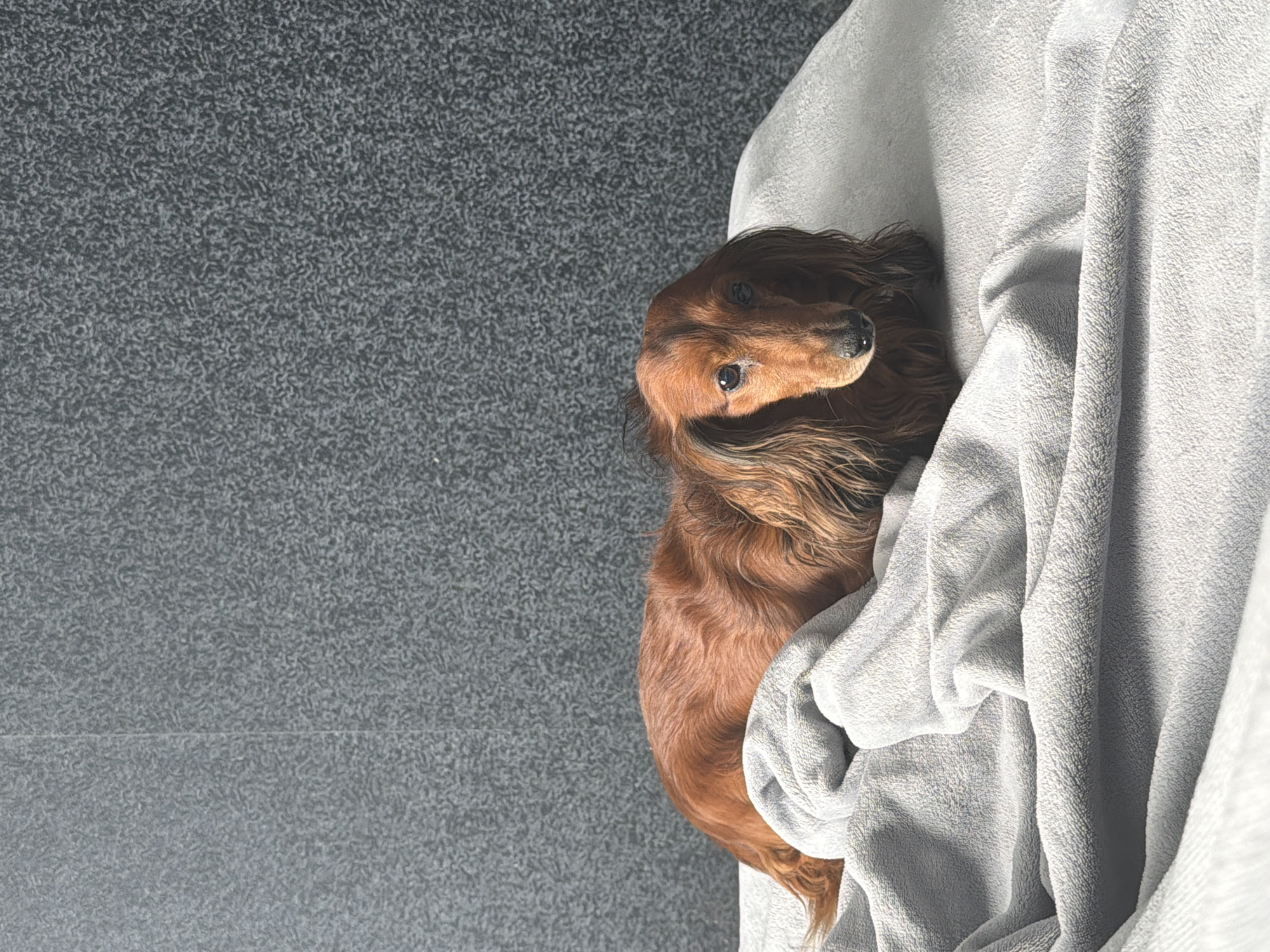 A brown, long-haired dachshund lies nestled in a light gray, textured blanket. The blanket is draped in folds and curves around the dog. The background is a gray, textured wall. There is no indication of the city of Krasnoyarsk, Russia, in the image.