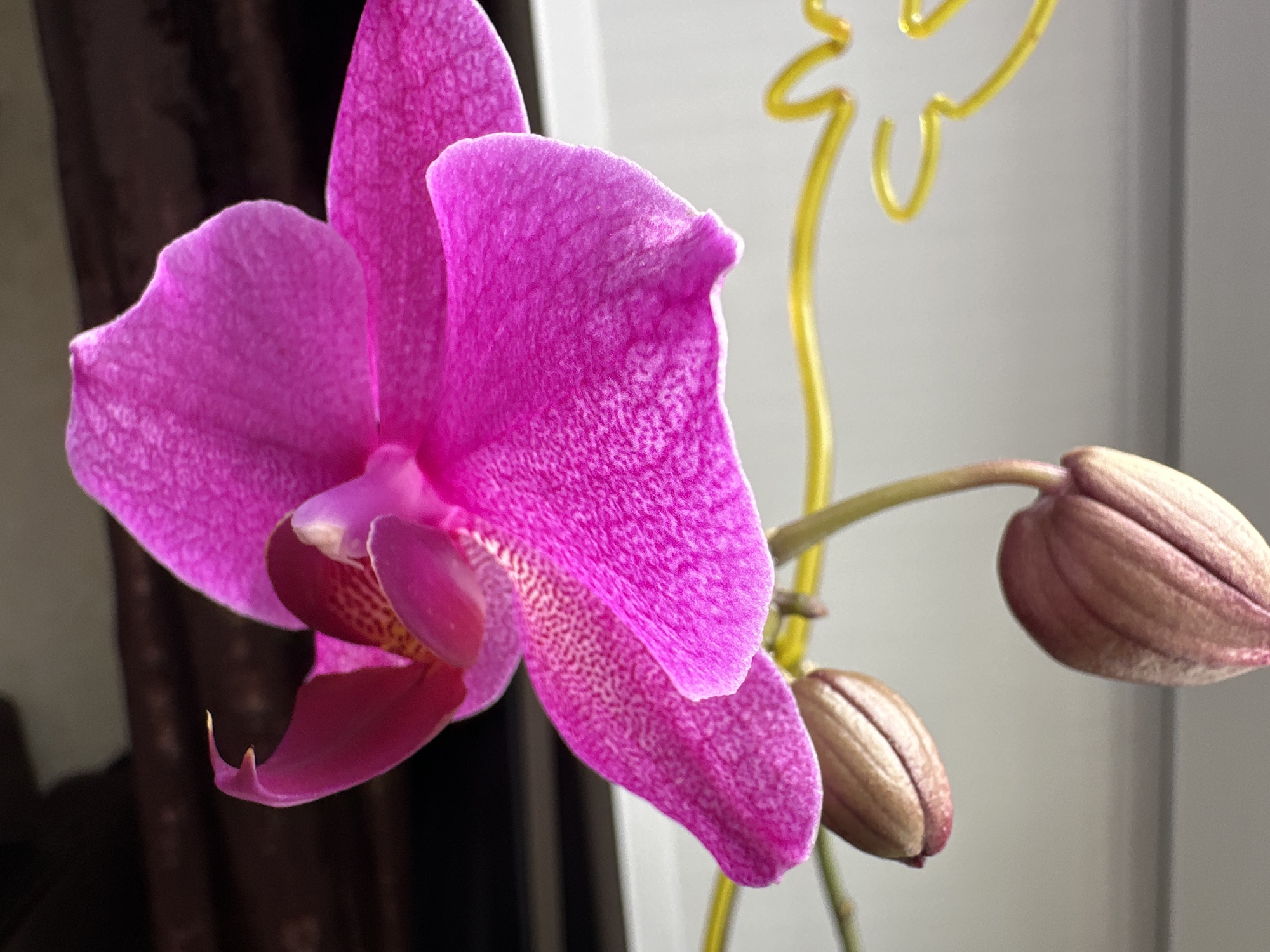 An extreme close-up shot focuses on a vibrant pink orchid bloom. The petals are speckled with lighter pink dots, and the edges of the petals are delicately curved. To the right of the main bloom, two orchid buds are visible, their casings a muted brownish-pink. A thin, bright yellow decorative wire, shaped like a stylized flower, is visible in the background, curving upwards and to the right. The background is softly blurred, with dark, indistinct drapery on the left and a light, neutral wall on the right. The lighting appears to be natural, casting a gentle illumination on the subject. No people or discernible city elements are present in the image, making it impossible to determine a specific location within Podolsk, Russia.