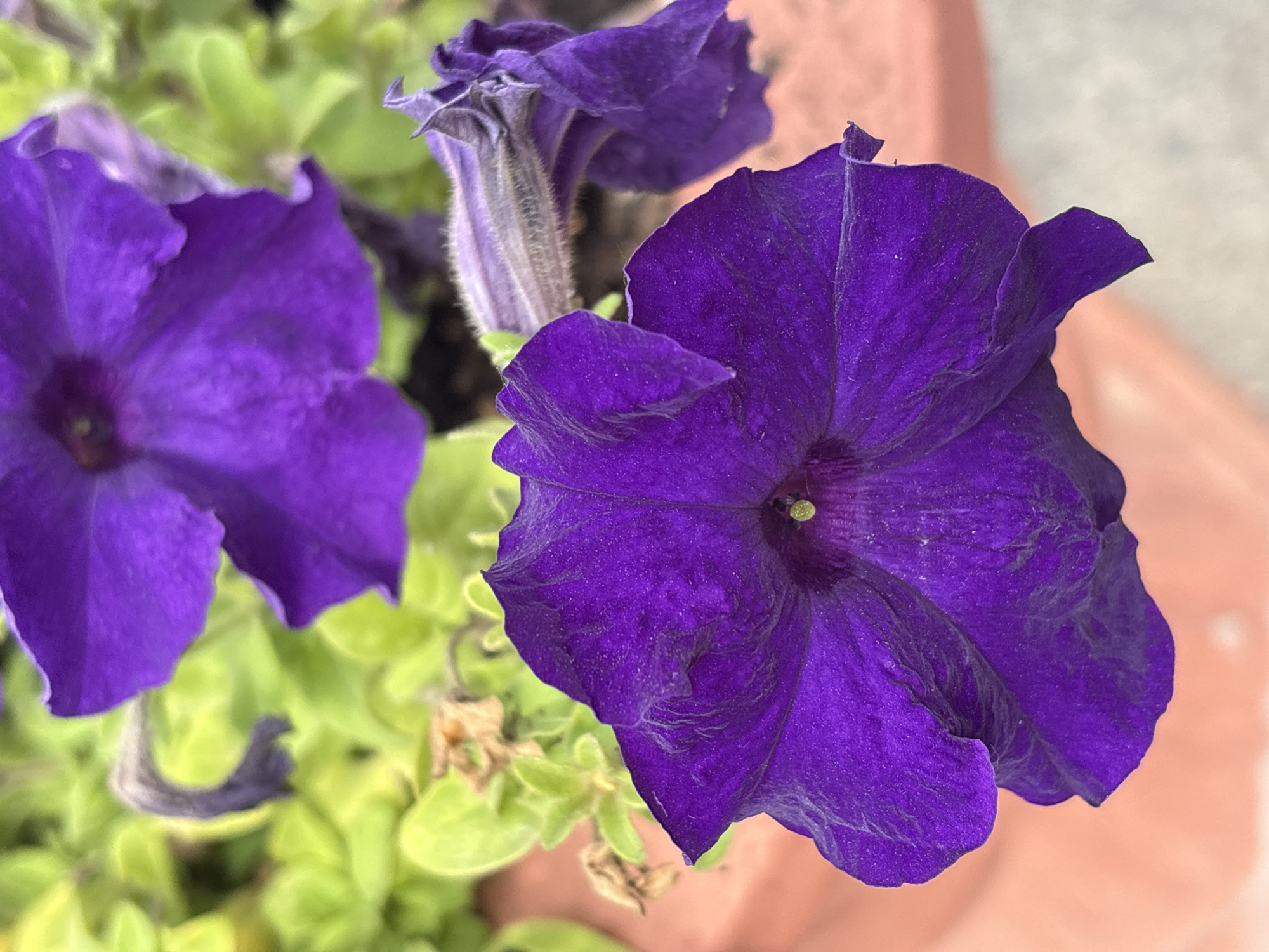 This is a close-up, vertical, outdoor photograph of multiple purple petunia flowers and their green foliage. The foreground features a large, vibrant purple petunia flower in sharp focus, with its petals slightly unfurled. Behind it, another purple petunia is visible, also in focus, with a third, smaller bloom to the right, appearing more wilted and partially obscured by foliage. The background consists of blurred green leaves and hints of a terracotta-colored pot. The lighting suggests it is daytime. There are no people or animals present. The location is identified as Astana, Kazakhstan.
