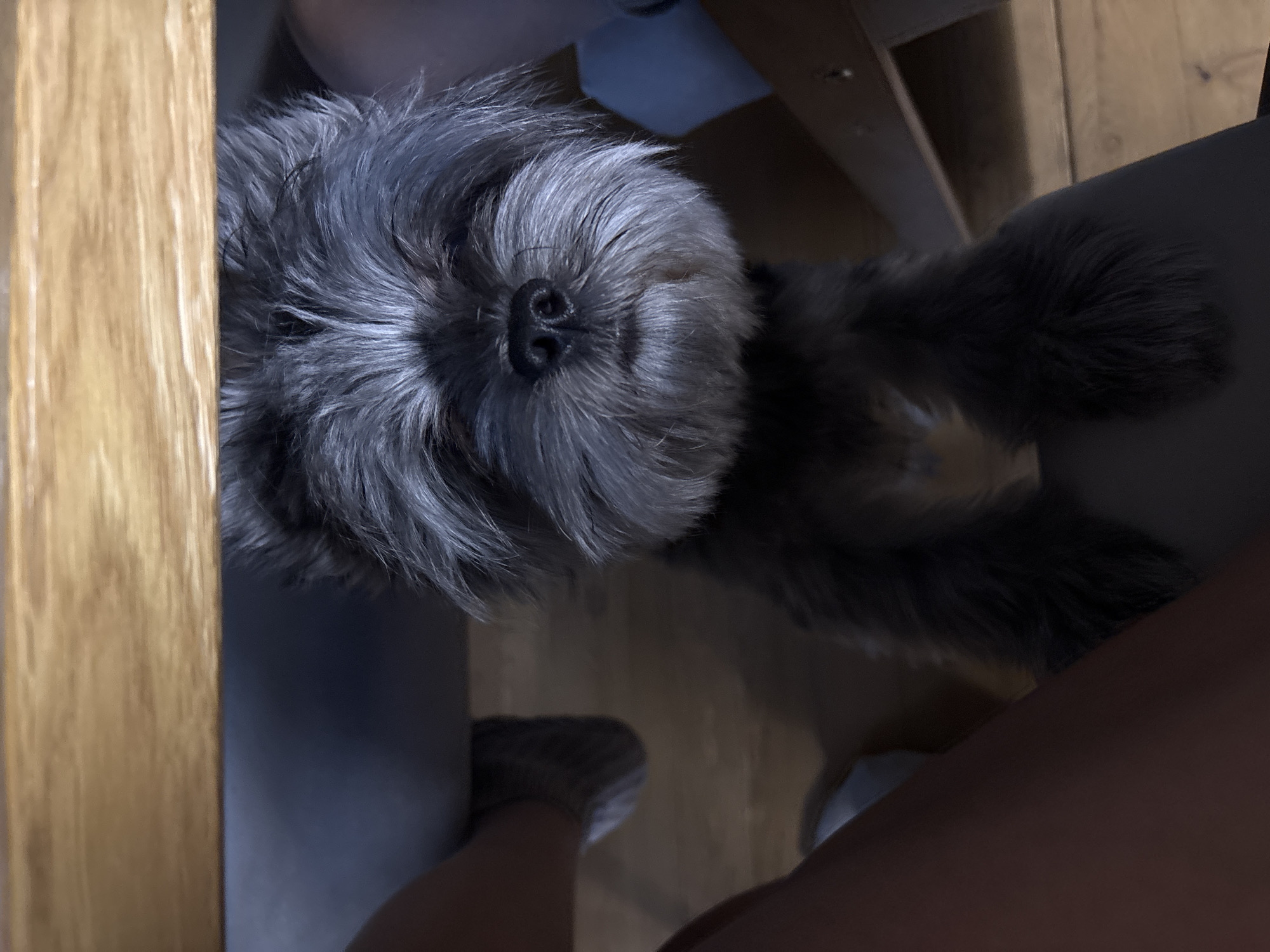 The image is a close-up, high-angle shot of a gray, fluffy dog lying near a person. The dog's face is the main focus, with its nose prominently displayed. The dog appears to be resting or sleeping. The dog is nestled partially under what looks like a chair, with wooden and upholstered elements visible. Parts of the person's legs are visible, suggesting the dog is lying at their feet or on their lap. The location is not discernible from the visual information.