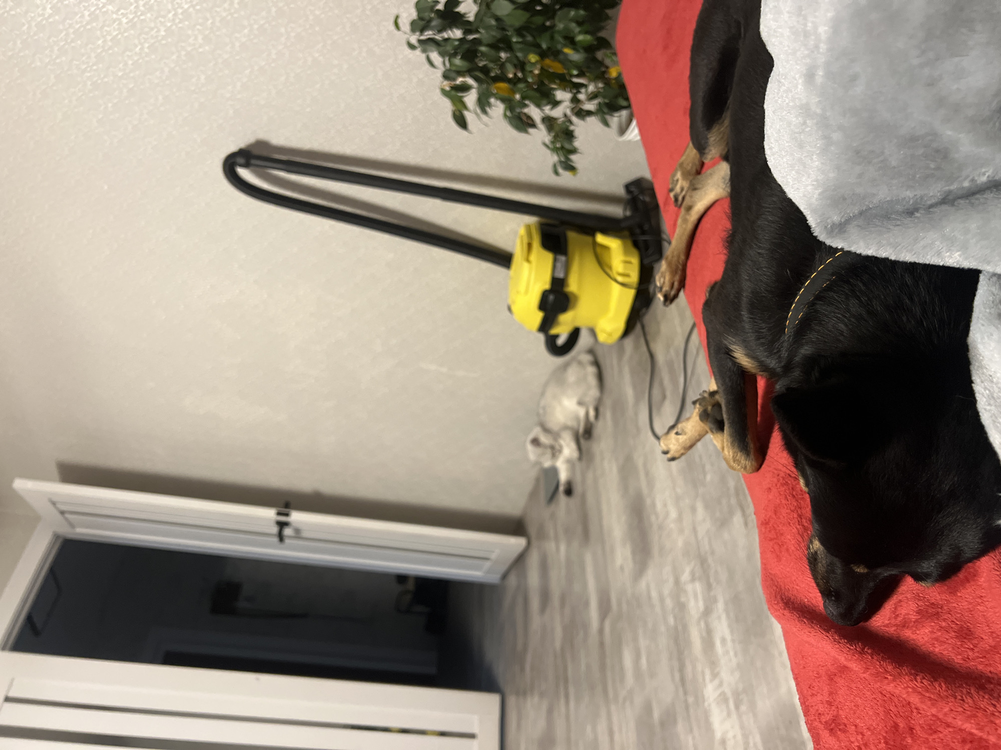 A Rottweiler-like dog lies on a red blanket next to a gray blanket. A yellow vacuum cleaner with a black handle is on the floor near a white cat statue. A partially opened white door reveals a view into another room. A potted plant sits to the right of the vacuum cleaner. The location is Unknown, Unknown.