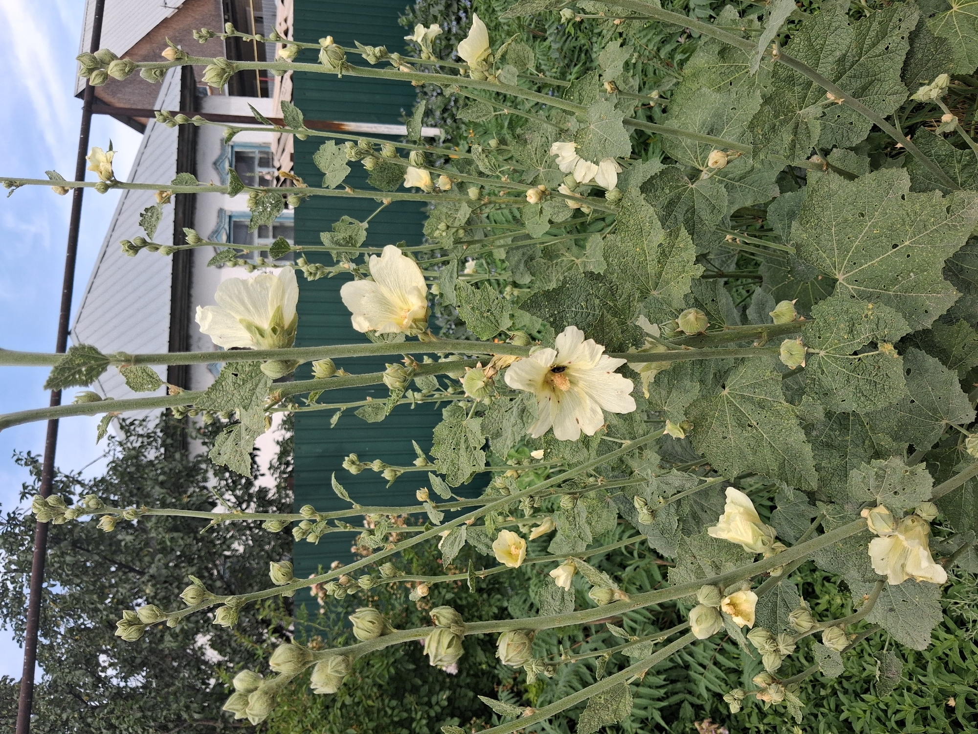 The image shows a close-up view of a hollyhock plant with pale yellow flowers and numerous buds in various stages of development. The plant's leaves are large, serrated, and show signs of insect damage. The stalks are thick and covered in fine hairs. In the background, a green wooden fence is visible, behind which are the rooftops of houses and trees. The overall setting appears to be a residential yard in the village of Guldala, Kazakhstan, likely during the daytime given the lighting. There are no people or animals clearly visible in the frame, although a small insect, possibly a bee, is present on one of the flowers. The sky is overcast with some patches of blue visible.