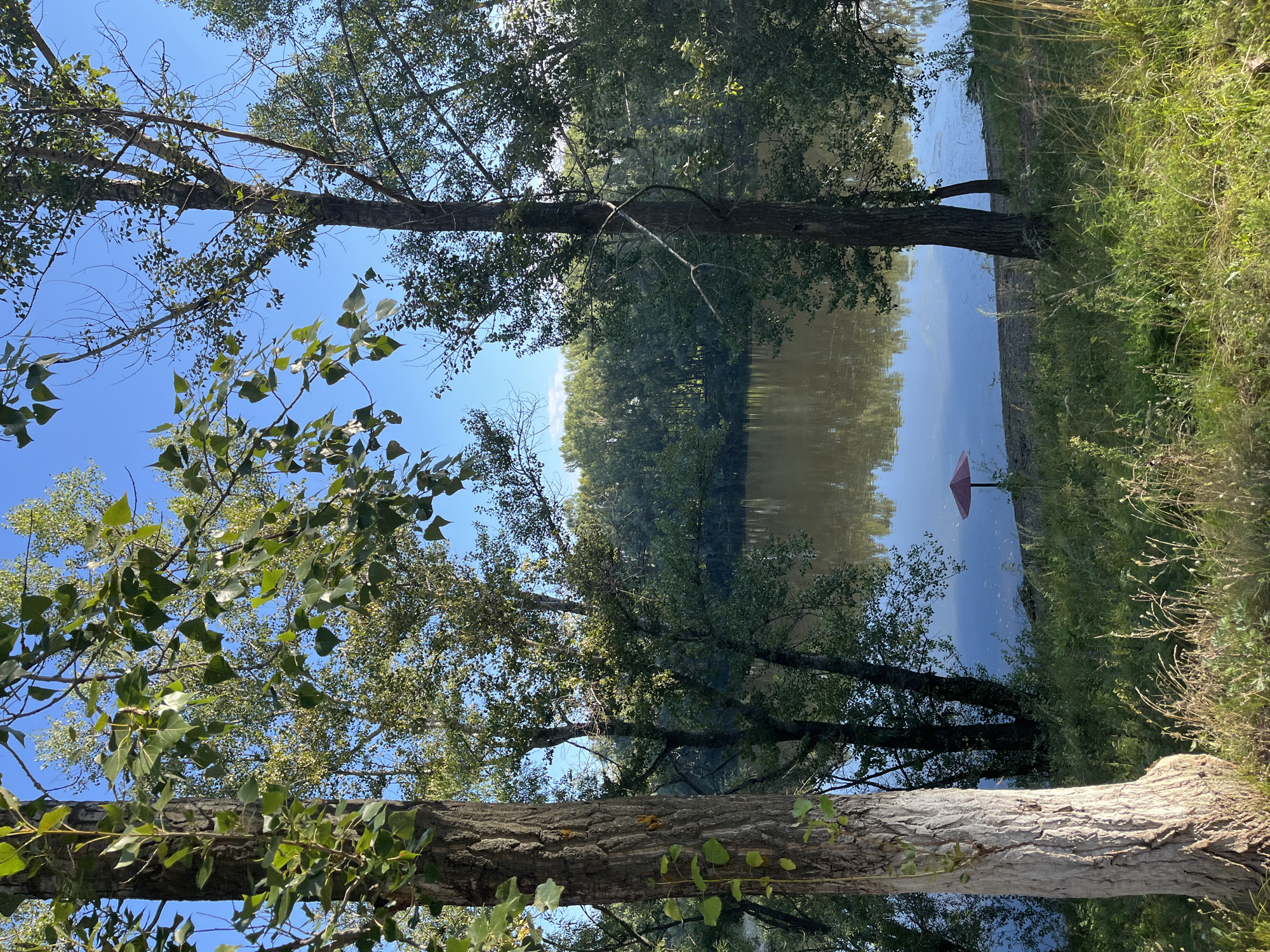 The image depicts a serene natural landscape, likely a riverbank, bathed in sunlight under a clear blue sky. In the foreground, a large tree with rough bark stands prominently on the left, partially obscuring the view. To the right, another tree with thinner branches contributes to the framed perspective. The middle ground features a calm body of water, reflecting the surrounding greenery and the sky. Along the water's edge, a small red umbrella stands alone on a sandy patch, suggesting a secluded spot for relaxation. Dense foliage, forming a backdrop of trees, lines the opposite bank of the river, creating a lush, green horizon. The overall impression is one of tranquility and natural beauty. Based on the provided context of Blagoveshchensk, Russia, this scene could be located along the Amur River or one of its tributaries within or near the city.