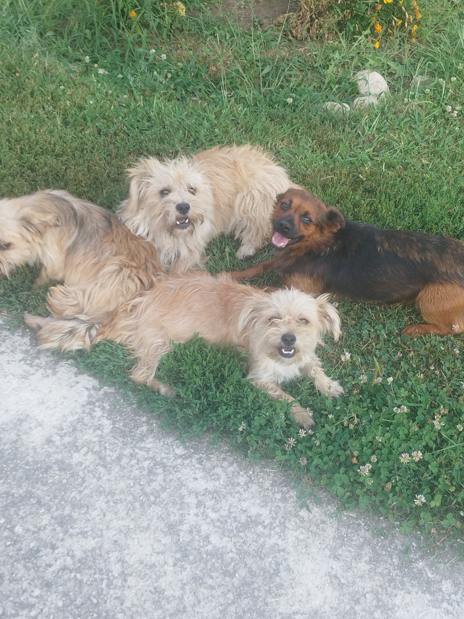 Four dogs are lying on a grassy area next to a concrete path. Three of the dogs are light brown and shaggy, while one dog is black and brown with shorter fur. The dogs appear to be resting or playing. The environment is outdoors, with green grass and some small white flowers visible. There are also some yellow flowers and rocks in the background. The image does not provide any specific details that would allow for its location to be identified as Bucharest, Romania.