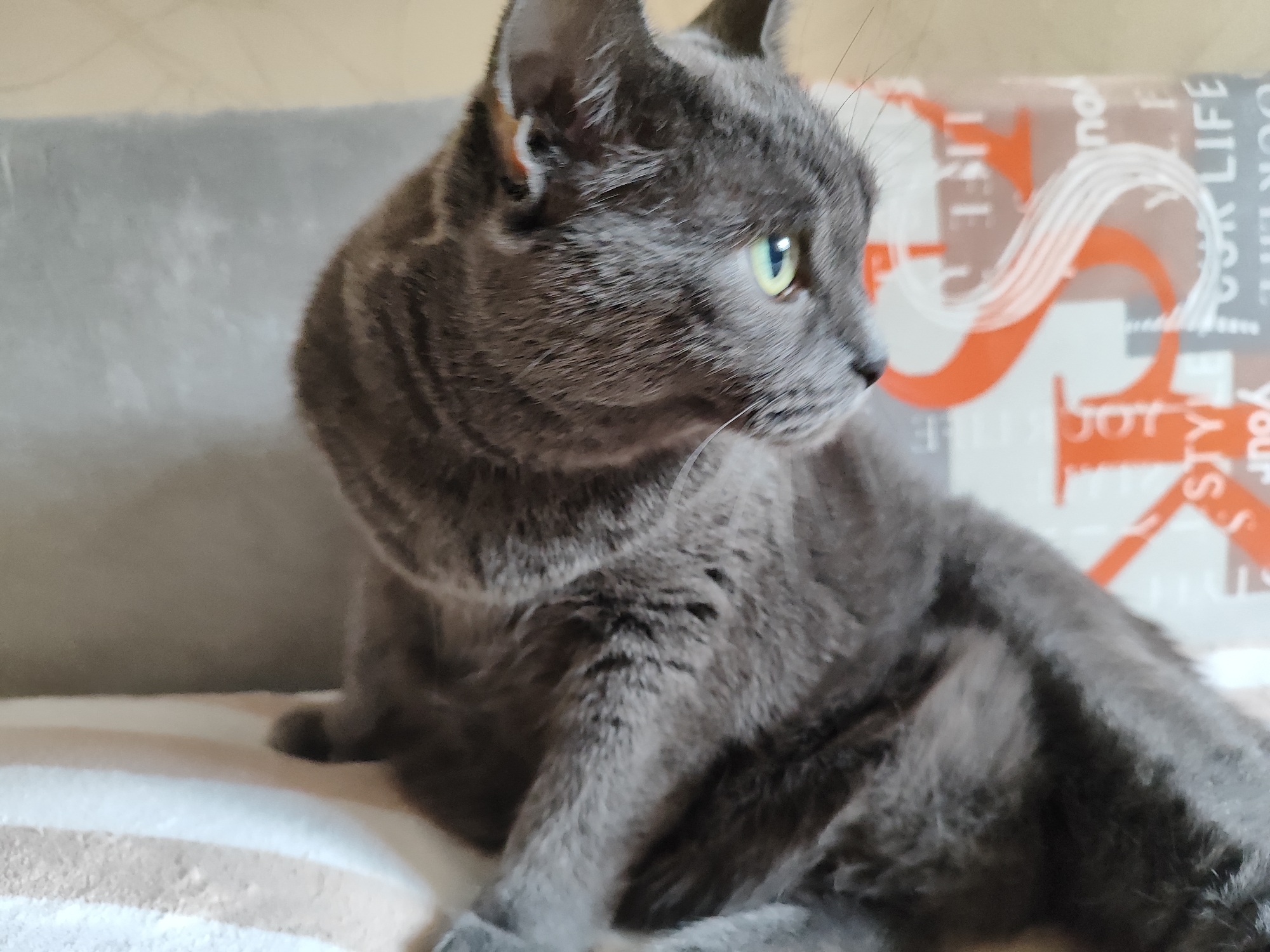 The image shows a close-up, medium shot of a grey domestic cat with green eyes. The cat is looking to the right of the frame. It is sitting on a surface that appears to be a couch or bed, with striped fabric visible in the foreground. Behind the cat, there is a grey cushioned surface and a background with a transparent sheet displaying orange and white text and graphics. The lighting is dim, and the focus is on the cat's head and upper body. There is no identifiable information about the location being Pavlodar, Kazakhstan.