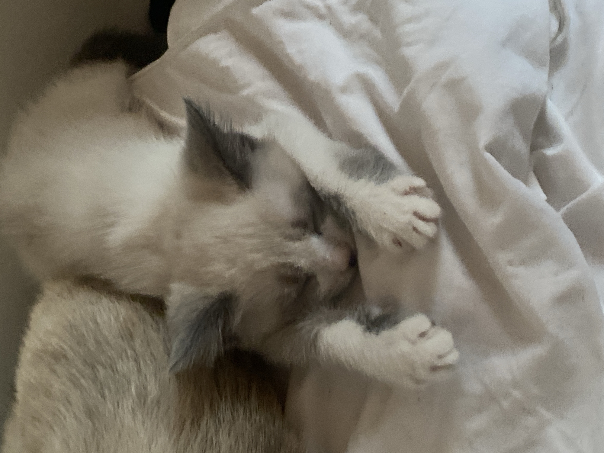The image shows a close-up of a kitten sleeping on white fabric. The kitten is light-colored with darker markings on its ears and paws. It is curled up, with its front legs extended. The fabric appears to be a sheet or blanket, and it is rumpled, creating shadows and highlights. The background is dark and out of focus. There are no discernible details about the location in Kisliakovskaya, Russia.