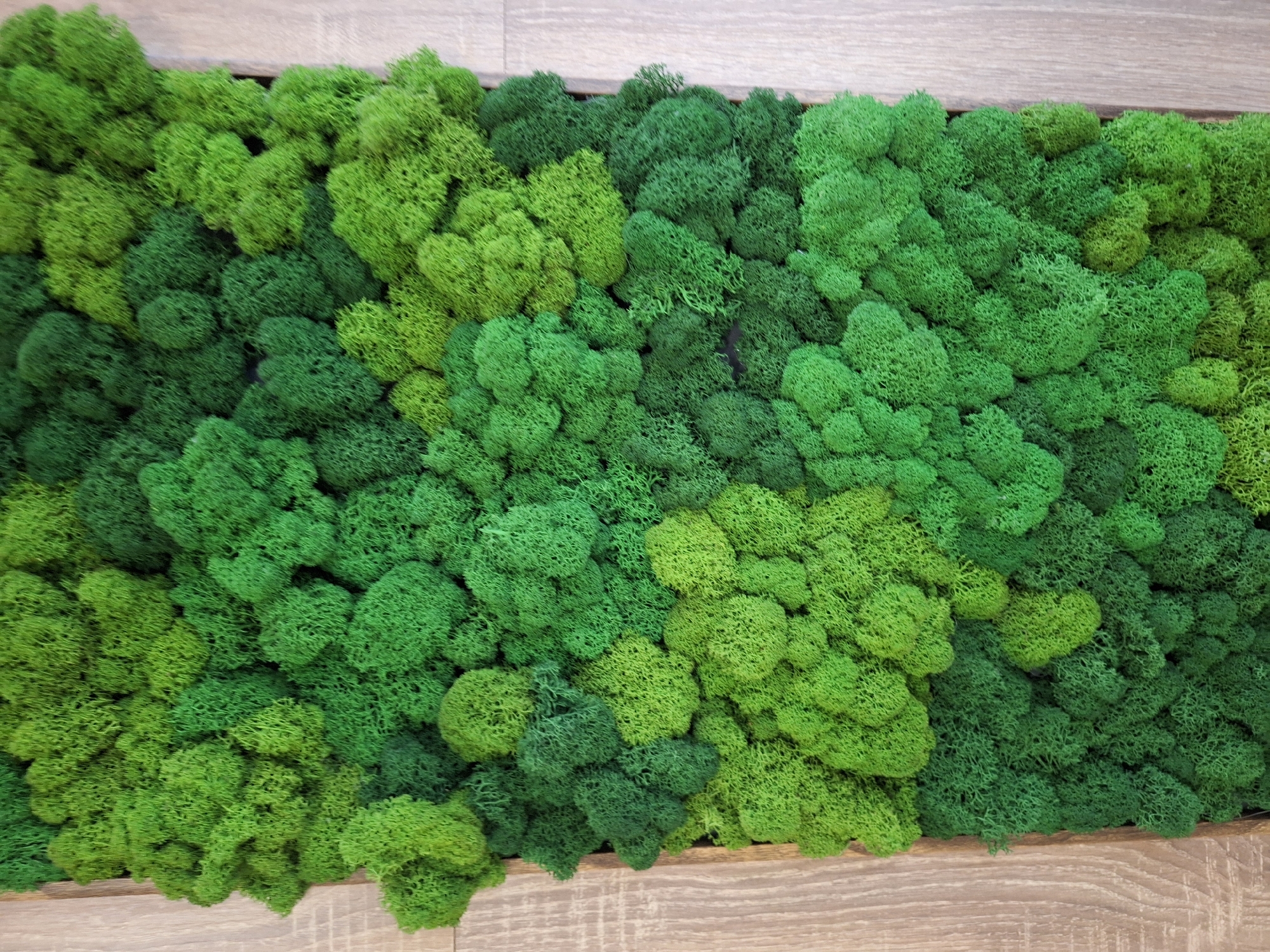 The image shows a close-up of a framed moss wall art piece. The moss is a vibrant green, with variations in shade suggesting different textures and depths within the arrangement. The framing material appears to be light-colored wood with a visible grain pattern. The moss is tightly packed within the frame, creating a dense, organic texture. The setting is indoors, as evidenced by the controlled lighting. No people, objects, or city can be found.