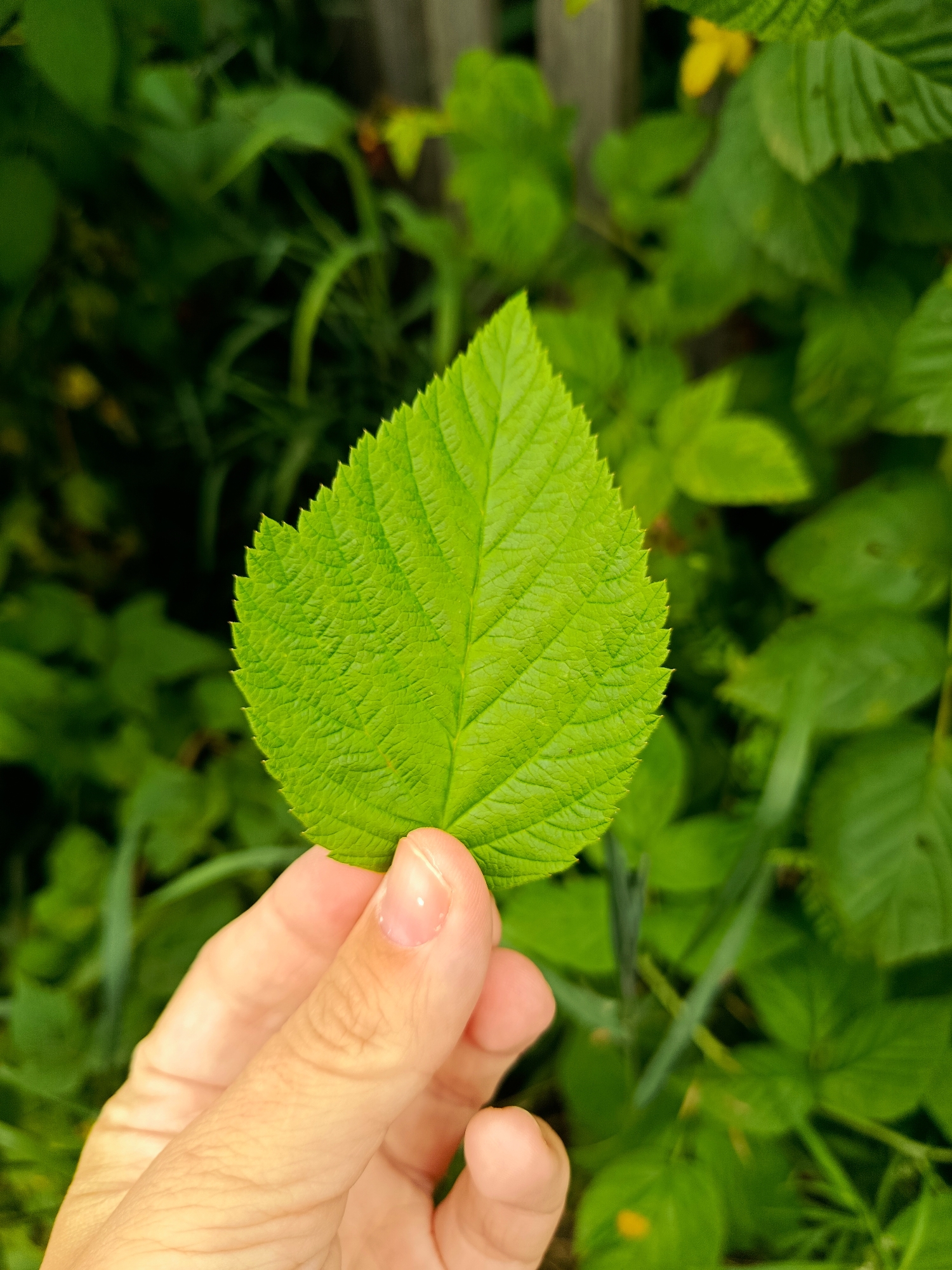 A close-up, eye-level shot captures a person's hand holding a vibrantly green, serrated leaf. The leaf's intricate vein patterns are clearly visible, and it appears to be a raspberry leaf, judging by its shape and texture. The background is a soft blur of more green foliage, suggesting an outdoor, natural setting. The person's fingers are lightly curled around the stem of the leaf. The image does not depict any recognizable landmarks or provide information about its specific location within the city of Fokino, Russia.