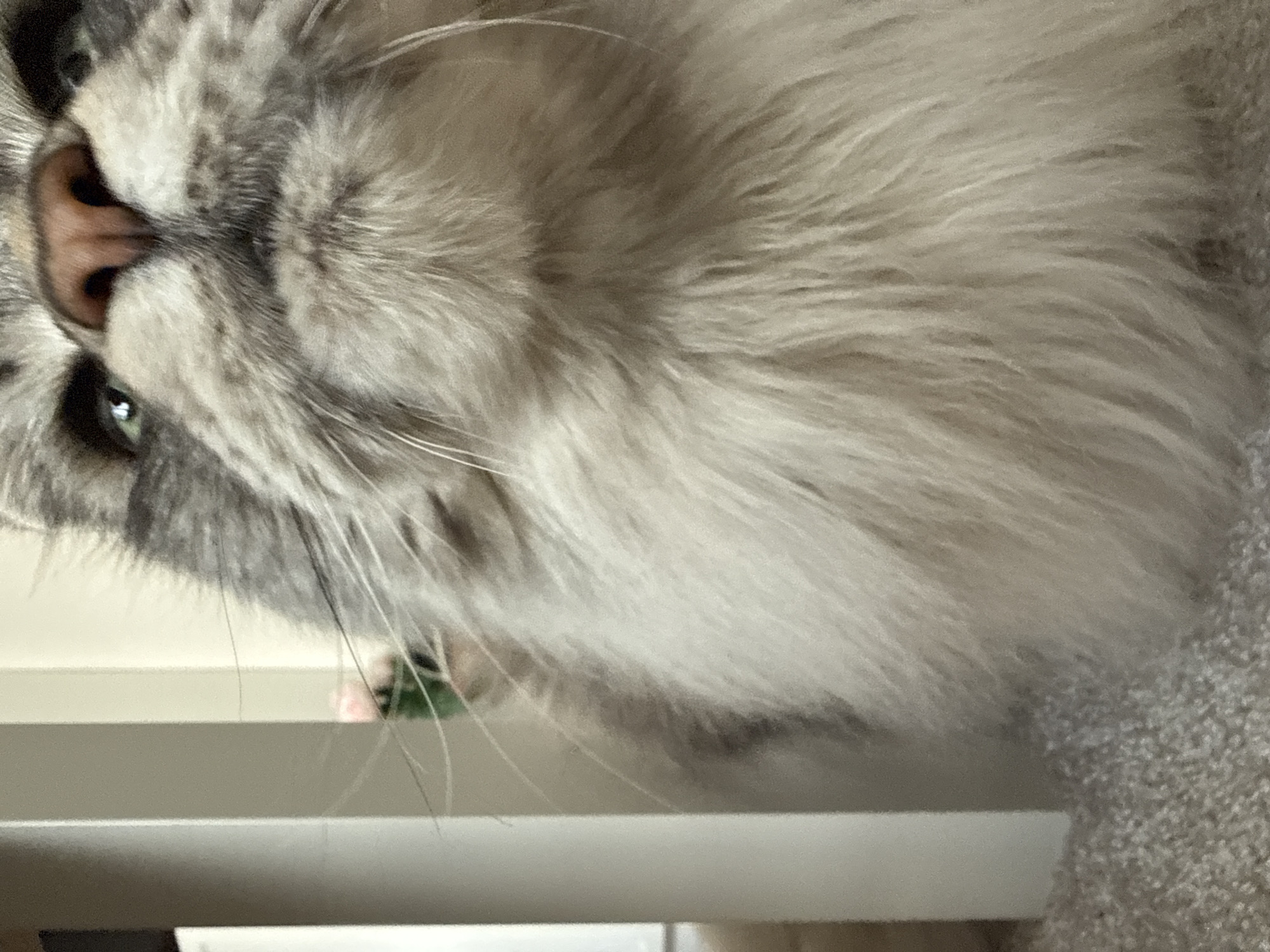 A close-up, slightly rotated image shows the face and chest of a fluffy, grey and white cat. The cat has a pink nose, grey markings on its face, and visible whiskers. Its right eye is partially visible and appears to be green. The cat is positioned near a white, possibly plastic or painted, surface that is slightly out of focus. To the right of the cat, there is a surface with a speckled texture, possibly carpet. It is not possible to determine the location in the city of Haskovo, Bulgaria from this image.