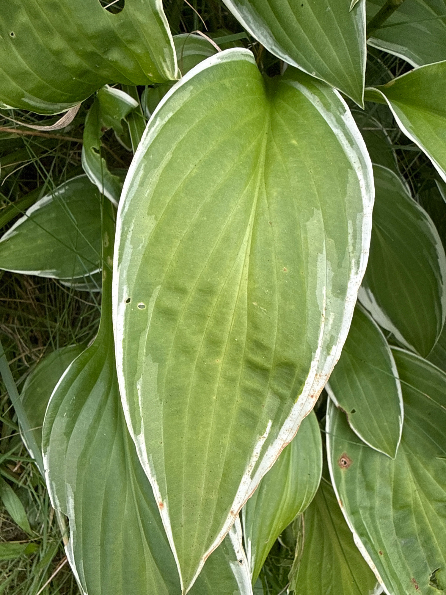 A close-up, eye-level shot captures a clump of hosta plants with large, green leaves edged in white. The leaves are wet, with visible water droplets on their surfaces. The main focus is on a large, heart-shaped leaf in the center of the frame, which displays prominent parallel veins. Smaller, partially visible leaves surround the central specimen, with some showing minor damage, such as small holes and brown spots. The background consists of green grass and other foliage, suggesting an outdoor garden setting. The image was taken in Galinė, Lithuania.