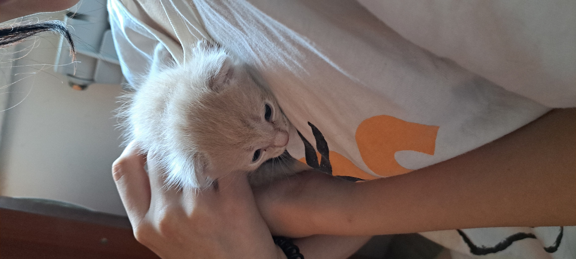 A close-up shot shows a person's hands gently holding a very young, fluffy, light-colored kitten. The kitten is nestled against the person's chest, which is covered by a white fabric with an orange and black abstract pattern. The kitten appears to be sleeping or resting, with its eyes closed and its body relaxed. The person's hands are positioned around the kitten, providing support and comfort. The background is blurred, but appears to be an indoor setting with a hint of furniture. The image captures a tender moment between a human and an animal, emphasizing the kitten's vulnerability and the care it is receiving. There are no details that allow for the determination of the location in the city of Азьмушкино, Russia.