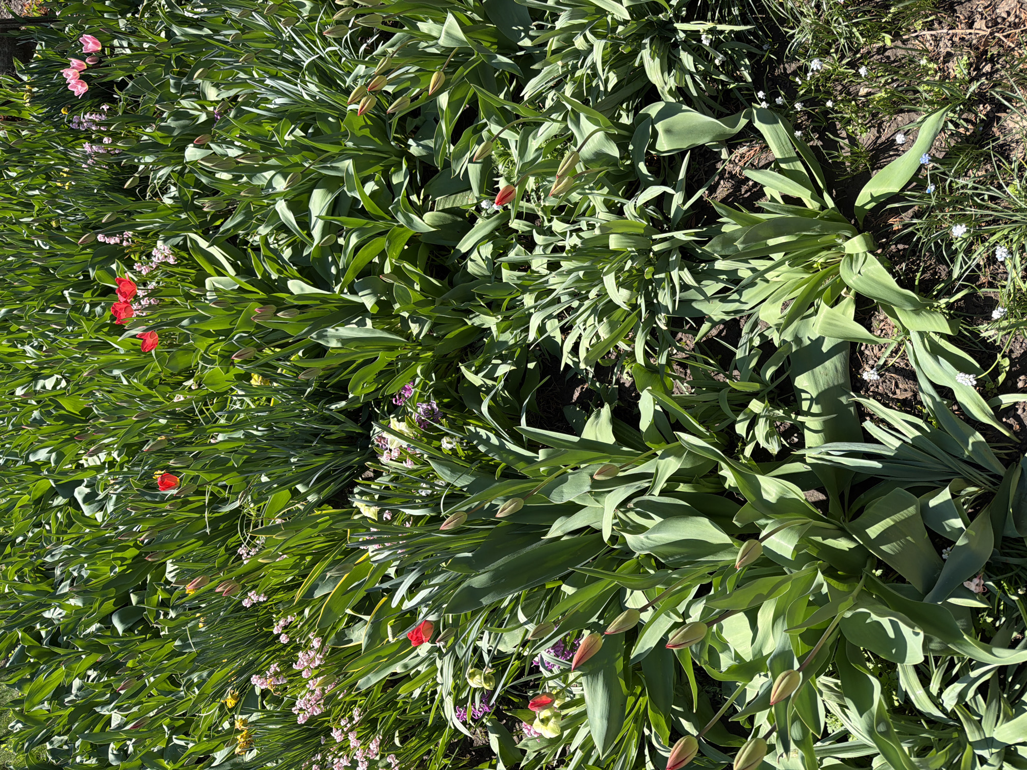 The image shows a close-up view of a garden bed in Valchedram, Bulgaria. The bed is densely planted with tulips, some in bloom and some still in bud. Other flowering plants are scattered throughout the bed, including small pink and white flowers. The soil is visible in patches between the plants. The image is taken in daylight.