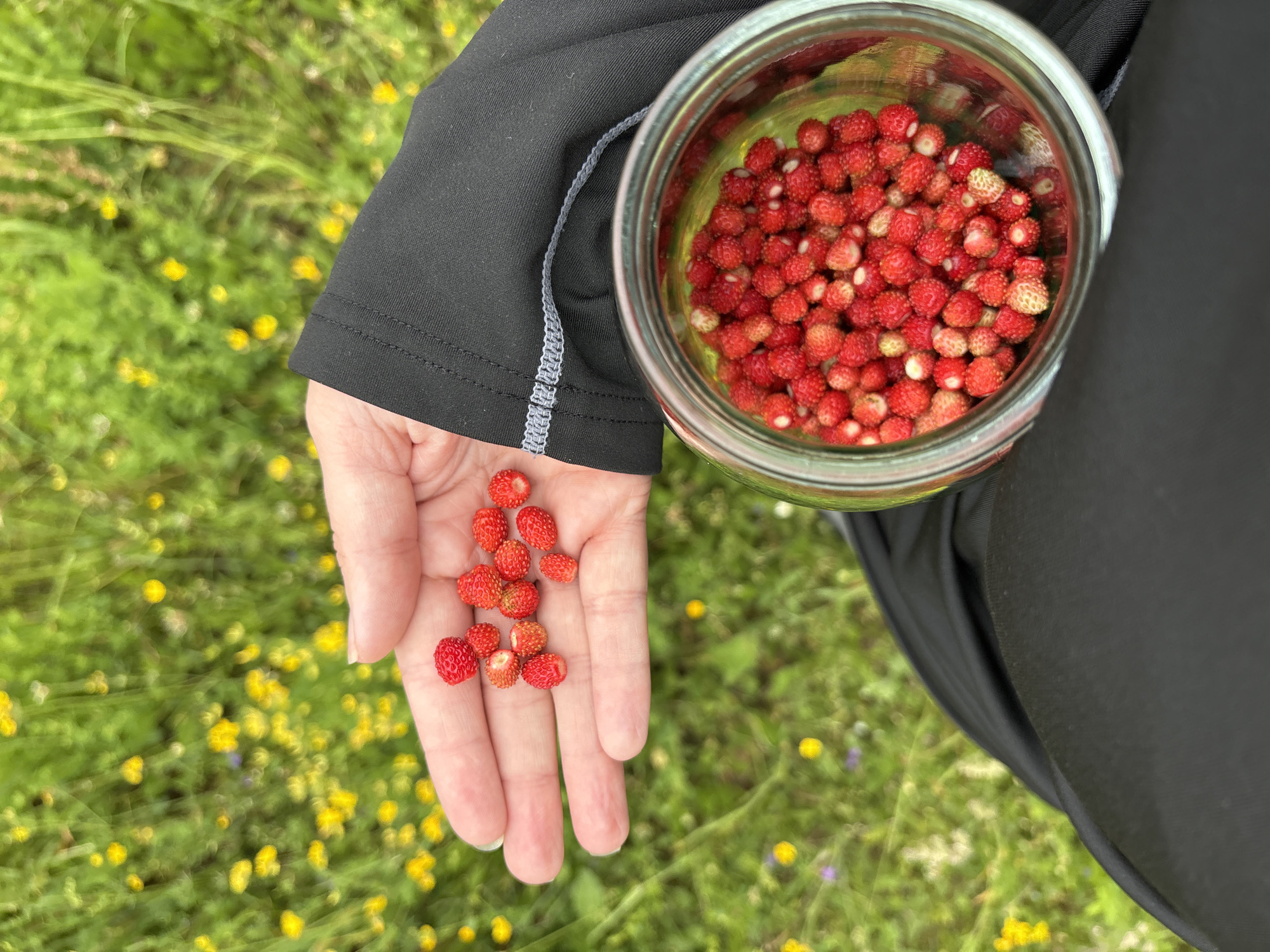 A person's left hand is holding a small pile of wild strawberries over a glass jar filled with more wild strawberries. The person is wearing a black garment. The background consists of a field of green grass and yellow flowers. The scene is outdoors.