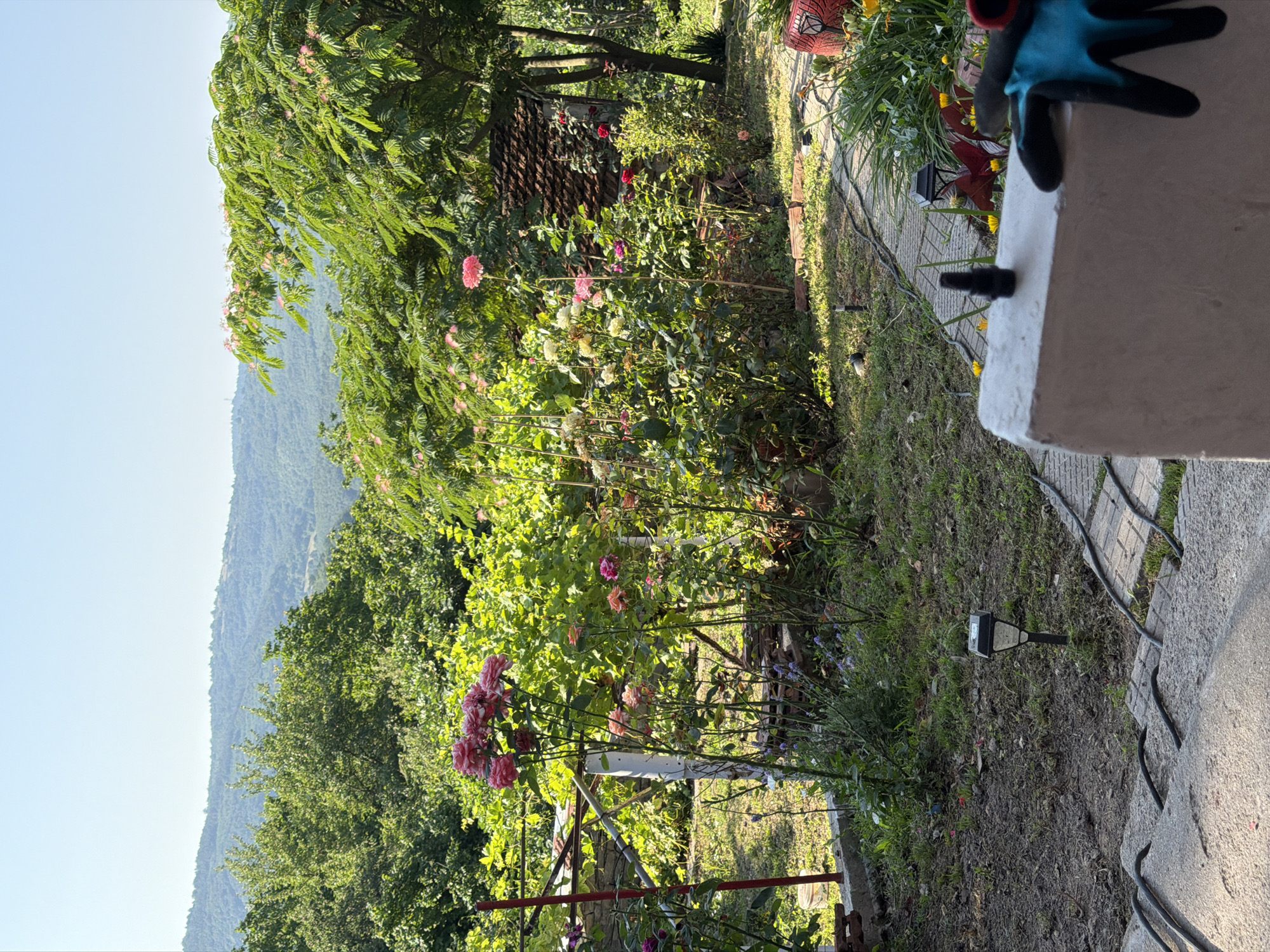 In Gorno Pavlikene, Bulgaria, this image captures a sun-drenched garden scene. The foreground features a concrete structure with a black adapter-like object and a blue and black gardening glove resting on it. A paved pathway winds through the garden, bordered by green grass and scattered dirt. Several solar-powered garden lights are visible along the pathway.
The garden is abundant with rose bushes in various shades of pink and yellow, some in full bloom, others with buds. Behind the roses, lush green foliage creates a dense backdrop, interspersed with what appear to be grapevines. In the mid-ground, a small, rustic structure with a tiled roof is partially visible, nestled amongst the greenery. A tall tree with delicate pink blossoms stands to the right of the structure.
Beyond the garden, a rolling landscape of tree-covered hills stretches towards a clear blue sky. The overall impression is one of a well-tended, naturalistic garden in a rural Bulgarian setting. The lighting suggests it is daytime, with the sun casting distinct shadows.