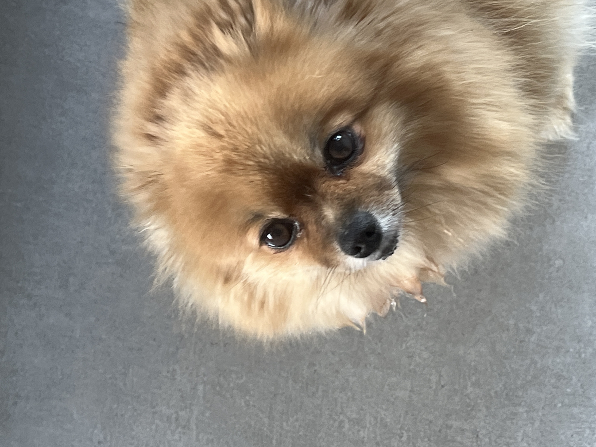 A close-up, high-angle photograph depicts a light brown Pomeranian dog. The dog is positioned in the upper portion of the frame, facing the camera with a slightly tilted head. The dog's dark eyes and black nose are prominent. The background consists of a smooth, gray surface, possibly a floor. No people or other objects are visible. The location is not determinable from the image content, and Chambœuf, France, cannot be confirmed.