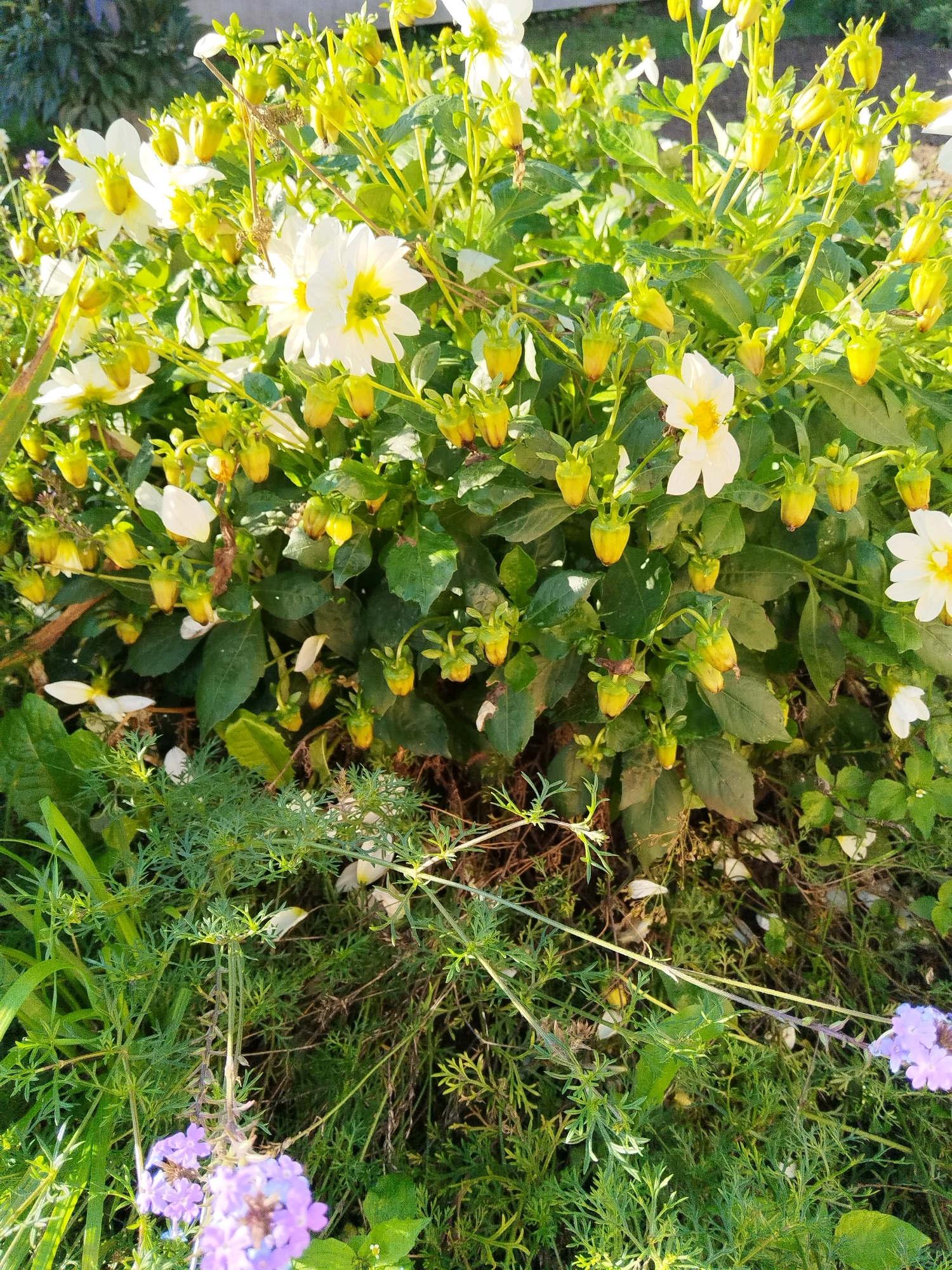 The image displays a close-up of a vibrant garden in Падлабенскі сельскі Савет, Belarus. The foreground is dominated by lush green foliage and a cluster of white and yellow dahlias in various stages of bloom, many with developing buds. The flowers are illuminated by natural sunlight, casting gentle shadows and highlighting the texture of the petals and leaves. In the lower portion of the frame, delicate purple flowers, possibly lavender or verbena, add a contrasting splash of color. The overall impression is one of a well-maintained, naturalistic garden setting, likely a private residence or a public green space within the rural landscape of the specified location. There are no people or animals visible in the frame.