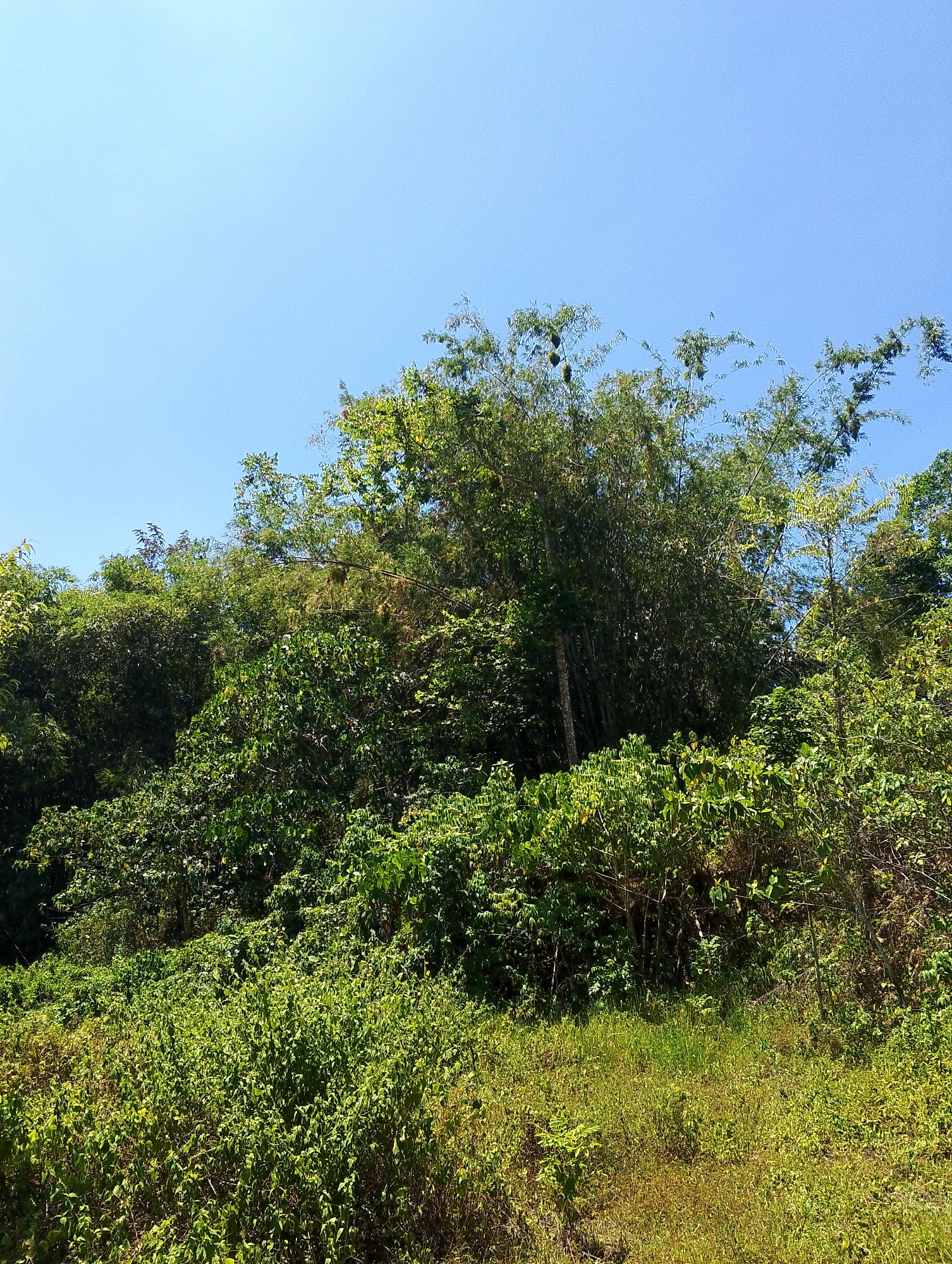 A panoramic view showcases a lush, verdant landscape under a clear blue sky. In the foreground, a field of tall, green grass extends towards a dense thicket of various shrubs and trees. The vegetation is a mix of light and dark green, with some patches of dry, golden grass interspersed throughout. The middle ground is dominated by a wall of dense foliage, including bamboo trees with their characteristic slender stalks and feathery leaves. Some of the bamboo stalks are dark brown, indicating maturity. The trees are tall and abundant, creating a sense of natural wilderness. A few dark, oblong shapes, possibly fruits or seed pods, are visible hanging from some of the bamboo branches. In the background, the sky is a uniform, cloudless blue. The overall impression is one of a natural, undeveloped area, typical of the hilly regions surrounding Tomohon, Indonesia. There are no people, man-made structures, or animals visible in the image.