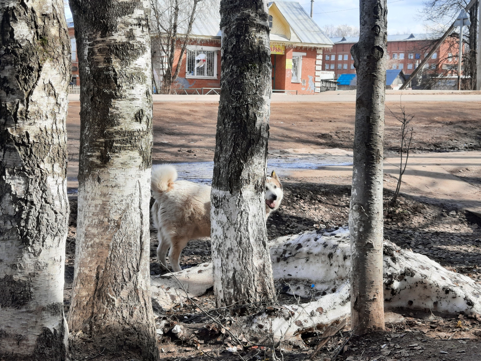 The image depicts a dog standing near snow remnants among birch trees in Krasnogorskoye, Russia. The dog is light-colored, likely a husky or similar breed, with a bushy tail. The trunks of the birch trees in the foreground obscure some of the view. Patches of melting snow cover the ground. Beyond the trees, a small brick building with signage in Cyrillic script is visible, suggesting a commercial or public establishment. Further in the background, there is a larger, multi-story brick building, which indicates an urban or suburban setting. The dirt road and scattered debris suggest it's spring thaw.