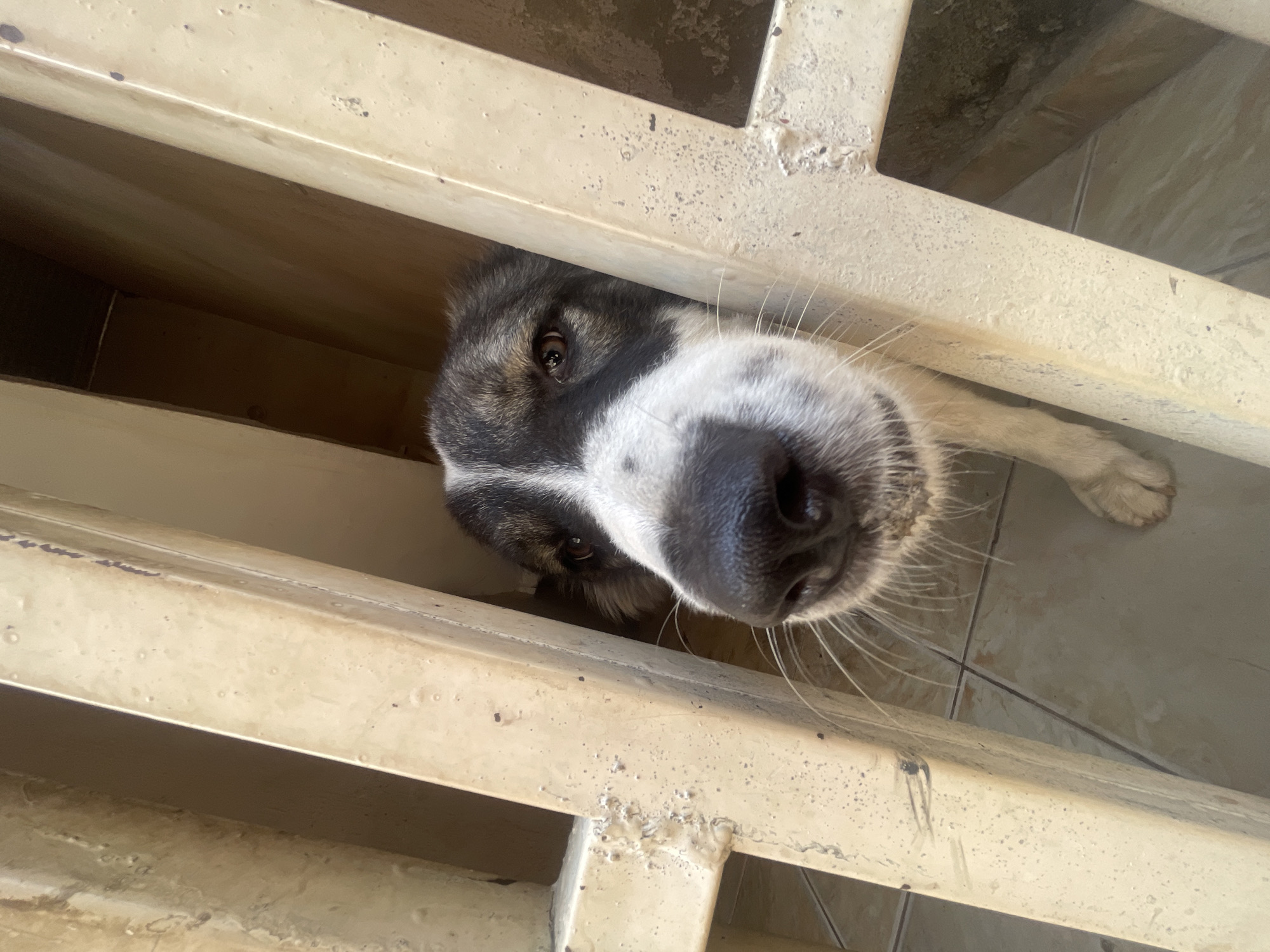 The image displays a close-up, downward-angled view of a curious dog peeking through parallel metal bars. The dog's face, characterized by its dark eyes, prominent black nose, and long whiskers, is framed by two light-colored, aged metal beams. Its fur features a distinct pattern of dark grey/black and white, particularly around its muzzle. The dog appears to be looking directly upwards at the camera, conveying an expression of curiosity or eagerness.
In the background, behind the dog, a light-colored tiled floor is visible, suggesting an indoor or semi-outdoor setting such as a kennel, patio, or enclosed area. The scene is illuminated by bright, natural daylight, indicating it is daytime. The metal bars show signs of wear and minor imperfections. There is no visible text in the image. This event takes place in Lokoja, Nigeria.