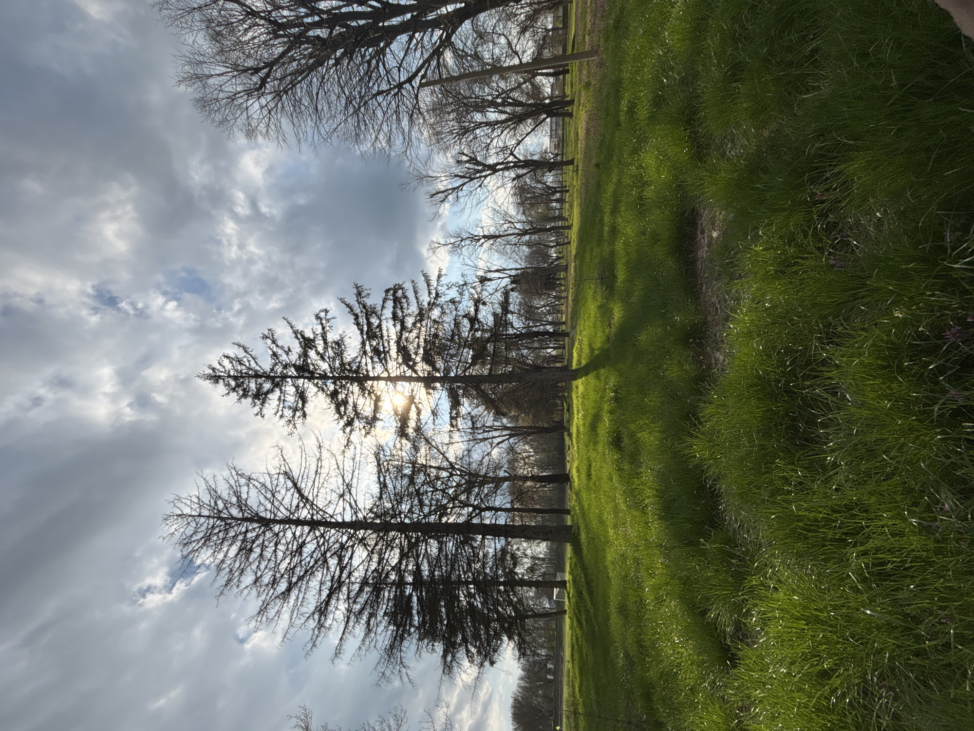 The image depicts a park scene with tall trees casting shadows on a green grassy area. The sky is filled with clouds, some of which appear to be illuminated by the sun. The trees have bare branches. The image gives no indication of the location being Lehchevo, Bulgaria, nor of the presence of people, subjects, objects, actions, or interactions beyond what is evident in the scene.