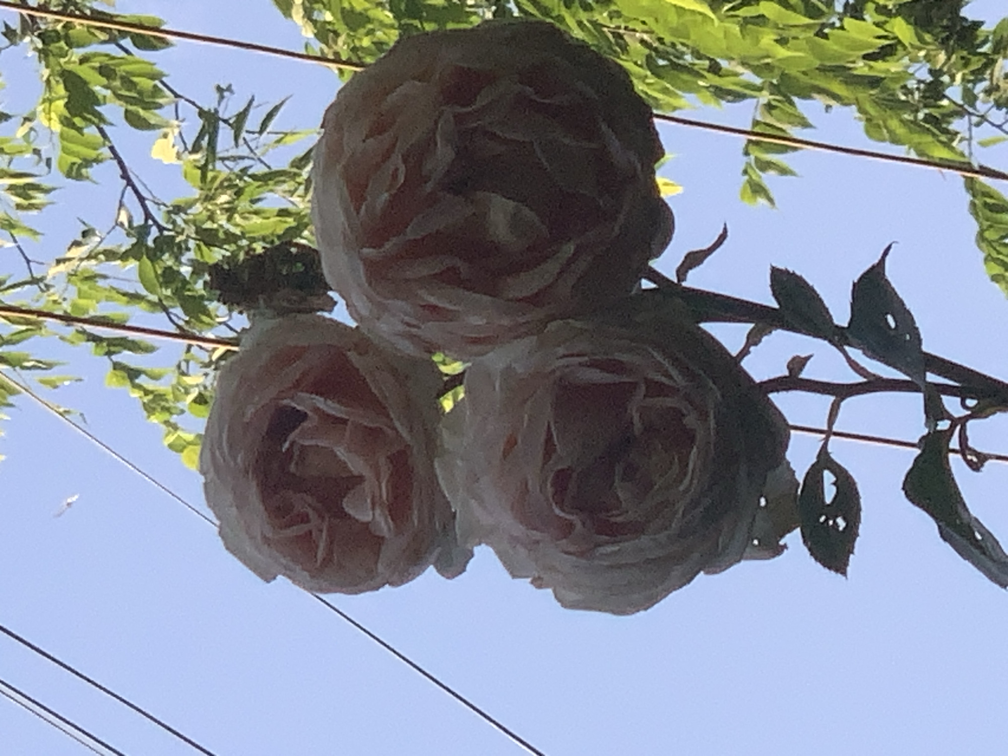 Three light pink roses are in focus against a clear blue sky. The roses are in various stages of bloom, with many tightly packed petals. The stems of the roses are visible, as are some leaves, some of which have small holes in them. Overhead, power lines crisscross the frame. Green foliage from a tree is visible in the upper right portion of the image. The scene is outdoors, with no indication of a specific city or location.