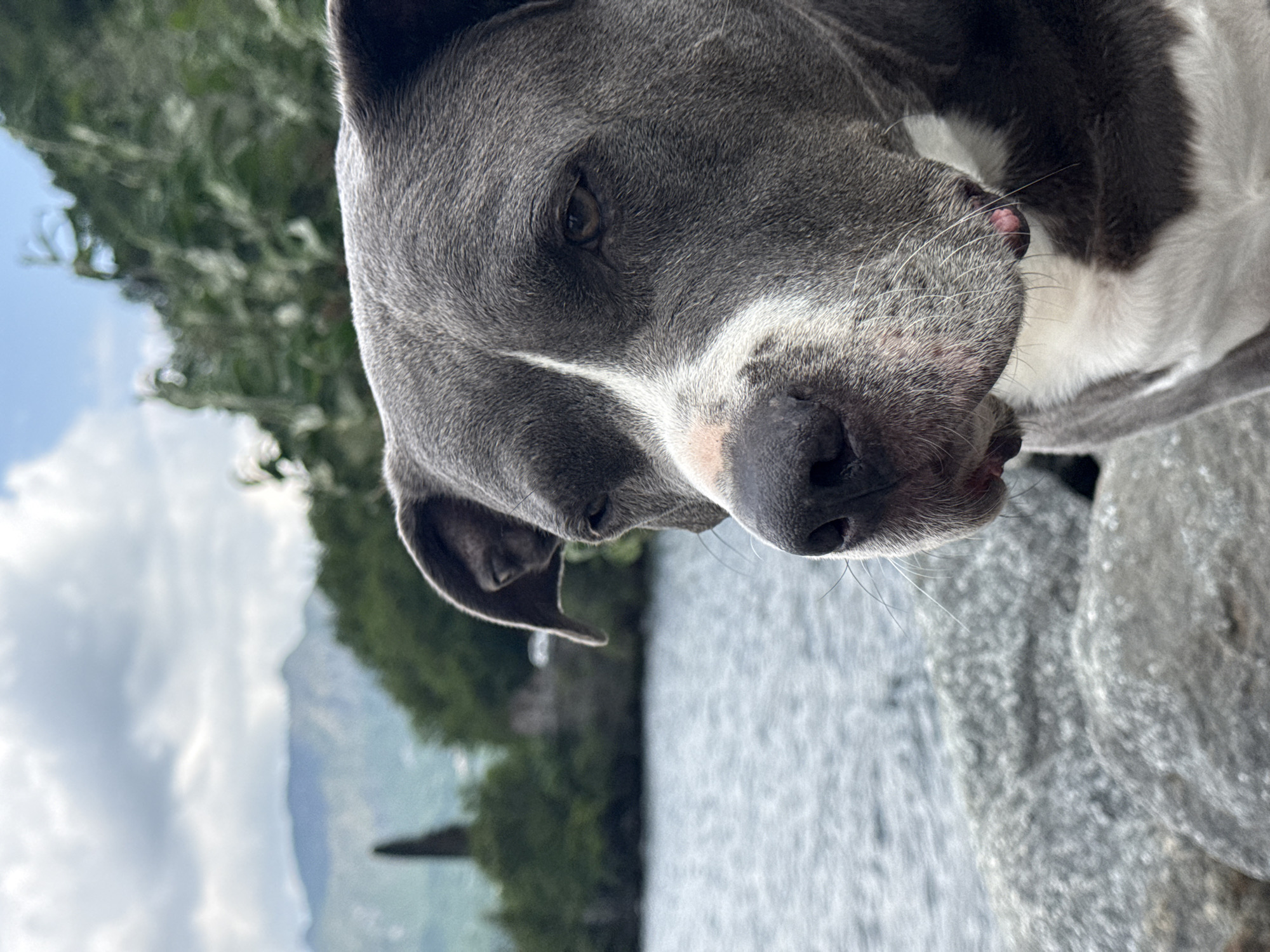 A close-up, portrait-style shot features a grey and white dog, likely a Pitbull-type breed, with its head and partial upper body filling the right side of the frame. The dog's short, blue-grey fur is accented by white markings on its chest, snout, and a stripe running between its eyes. One dark eye is visible, conveying a calm or observant expression. The dog's pink snout and prominent whiskers are clearly visible, with its mouth slightly open.
The scene is set outdoors during bright daylight. In the mid-ground and background, a large body of water, possibly a lake, extends across the lower and central left of the image, showing ripples from gentle movement. Beyond the water, in the distance, lush green trees and towering mountains rise under a partly cloudy sky. The immediate foreground on the right features large grey rocks, suggesting the dog is situated near a rocky shore or embankment. The overall ambiance is tranquil and natural, consistent with the Valmadrera, Italy location, offering a scenic lake and mountain view. No visible text is present.