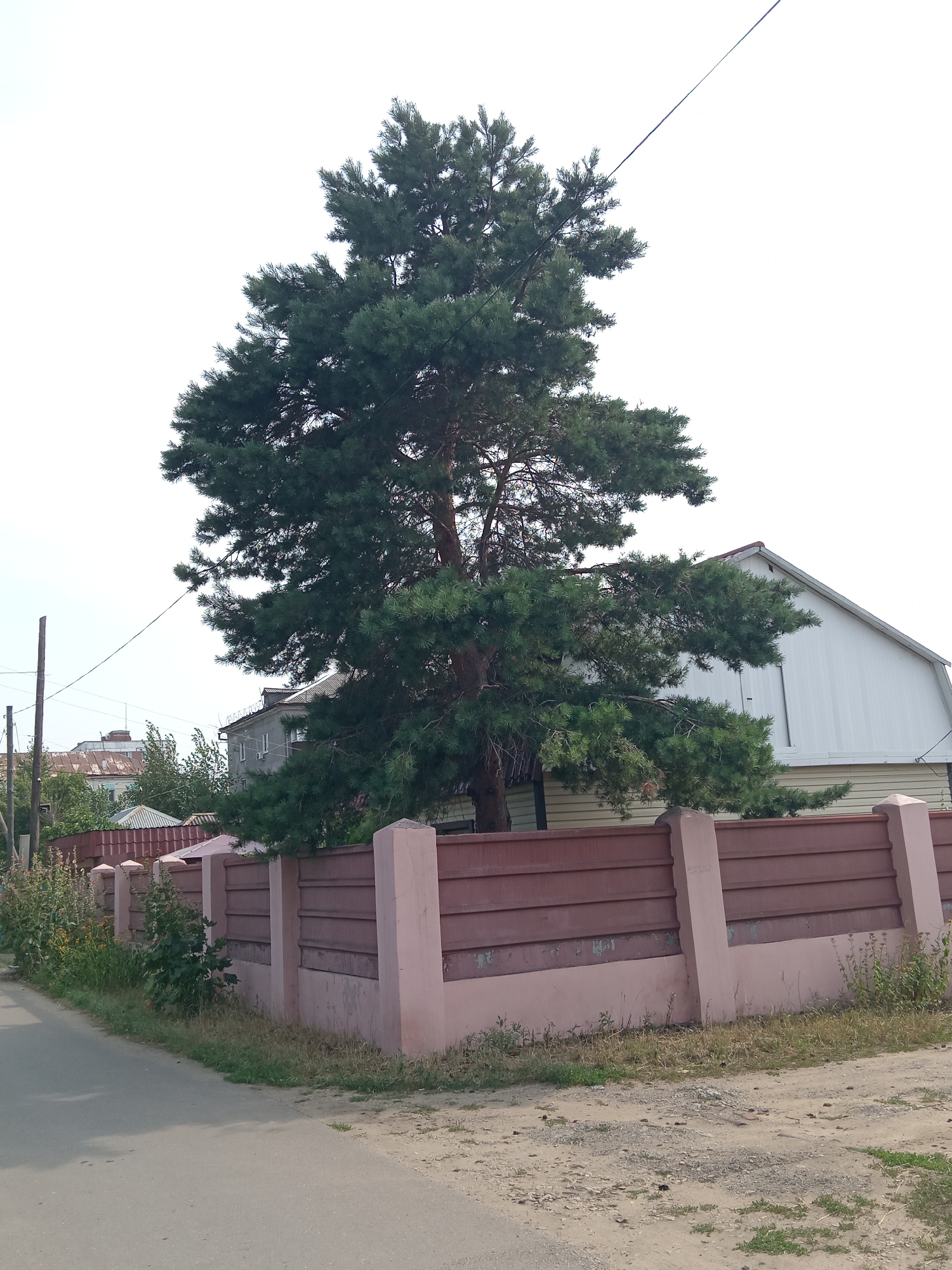 A mature pine tree dominates the center of the frame, its dark green needles creating a dense canopy against a pale, overcast sky. The tree's trunk is thick and textured. In front of the tree, a weathered, pink-topped fence with dark brown panels runs horizontally across the middle ground. Behind the fence, a two-story building with a white, gabled roof and beige siding is partially visible. To the left of the tree, another building with a darker roof and lighter walls is seen. The foreground shows a dusty, dirt road with patches of green grass and scattered stones. The scene appears to be a residential area in Rudny, Kazakhstan, given the architectural style and vegetation. There are no people visible in the image.