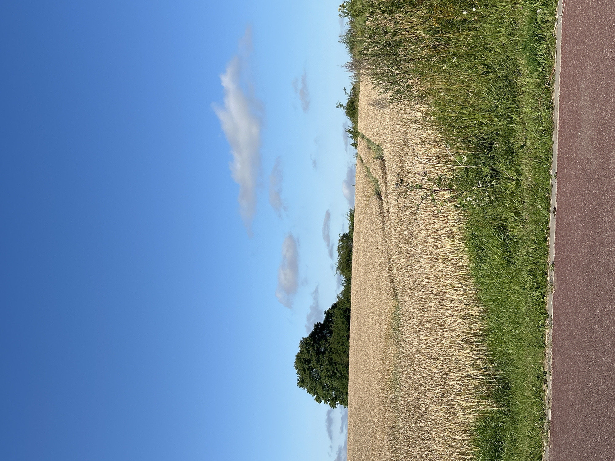The image depicts a rural landscape under a clear blue sky with scattered white clouds. A vast field of golden wheat extends towards the horizon, with a path cut into it visible in the mid-ground. On the left side of the field, a dense, dark green tree stands prominently. The foreground shows a strip of green grass and a reddish-brown path or road. The overall scene is serene and agricultural, suggesting a warm, sunny day. The location is identified as Bałdowo, Poland. There are no people or animals visible in the image.