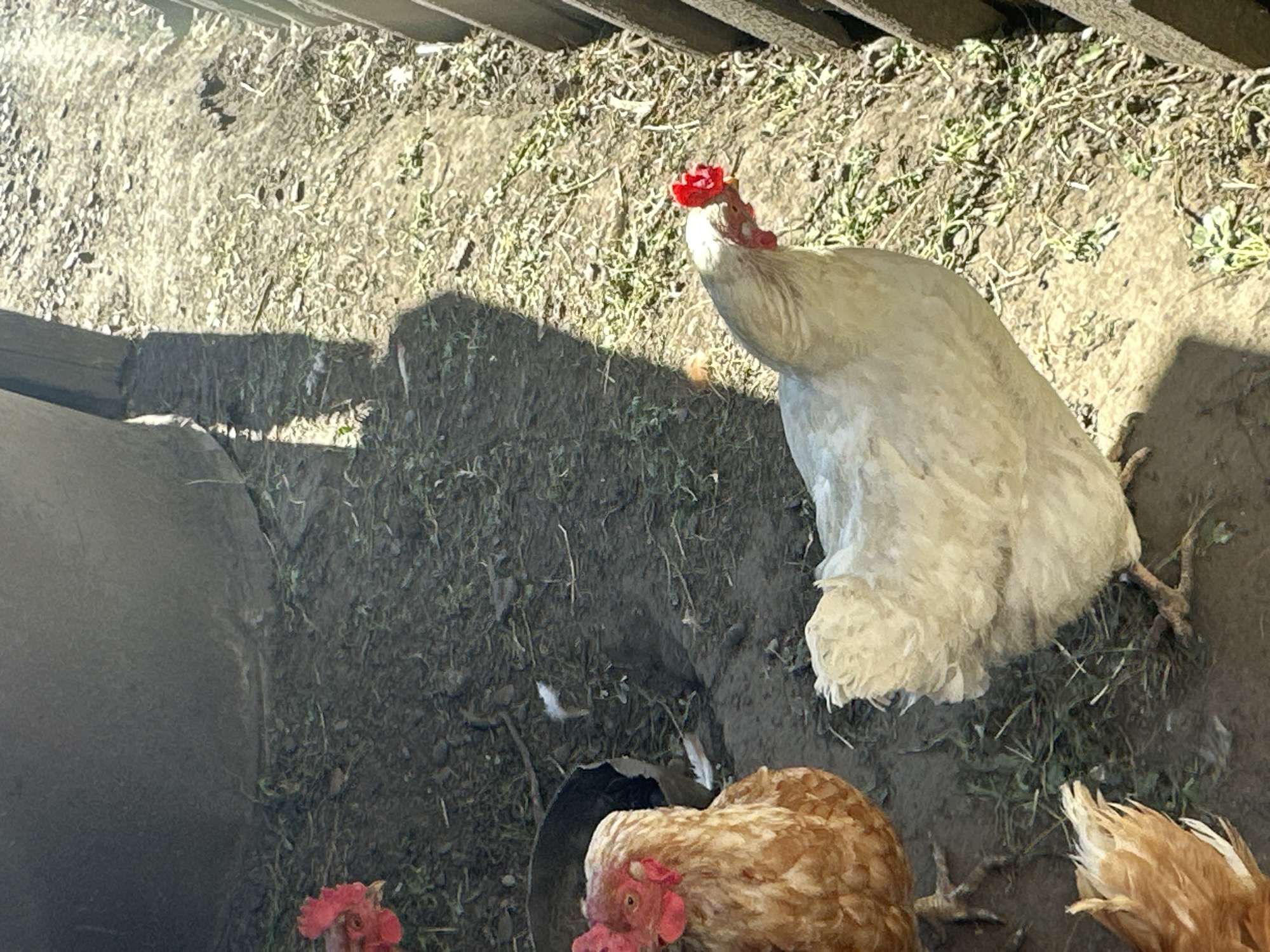 In Novoyeniseyka, Russia, a flock of chickens is pictured in an outdoor enclosure with a dirt and grass floor. A large, dark, cylindrical object, possibly a water tank or bin, is visible in the upper left quadrant. To the right, a wooden fence made of vertical planks creates the boundary of the enclosure. The ground is uneven, with patches of dry dirt and sparse green vegetation. Sunlight casts distinct shadows across the scene, indicating it is daytime.
Three chickens are clearly visible. In the foreground, a light-colored chicken with white and cream feathers stands prominently, its head turned to the right, displaying a bright red comb. To its left and slightly behind, a brown and tan chicken is partially visible, facing the left with its red comb visible. In the upper left corner, another chicken's head, with a red comb, is seen. A dark object, possibly another chicken or a shadow, is partially obscured behind the brown and tan chicken. Scattered feathers are visible on the ground. The overall impression is of a typical farmyard or backyard setting.